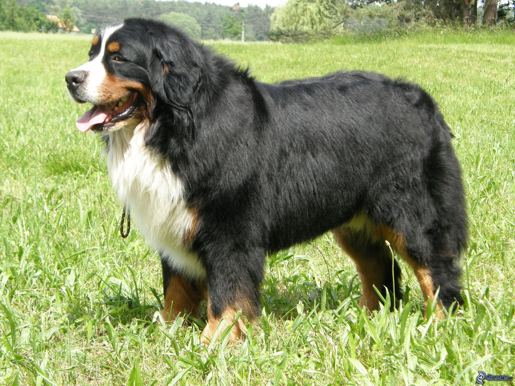 animal, bernese mountain dog, dog, dogs