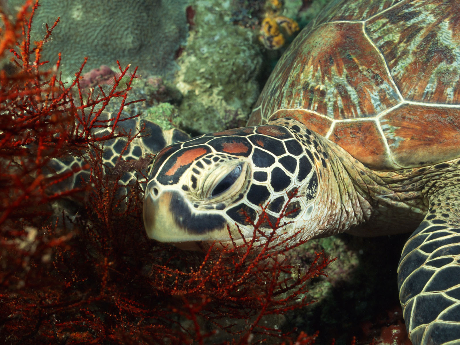 521637 скачать картинку животные, морская черепаха, черепахи - обои и заставки бесплатно