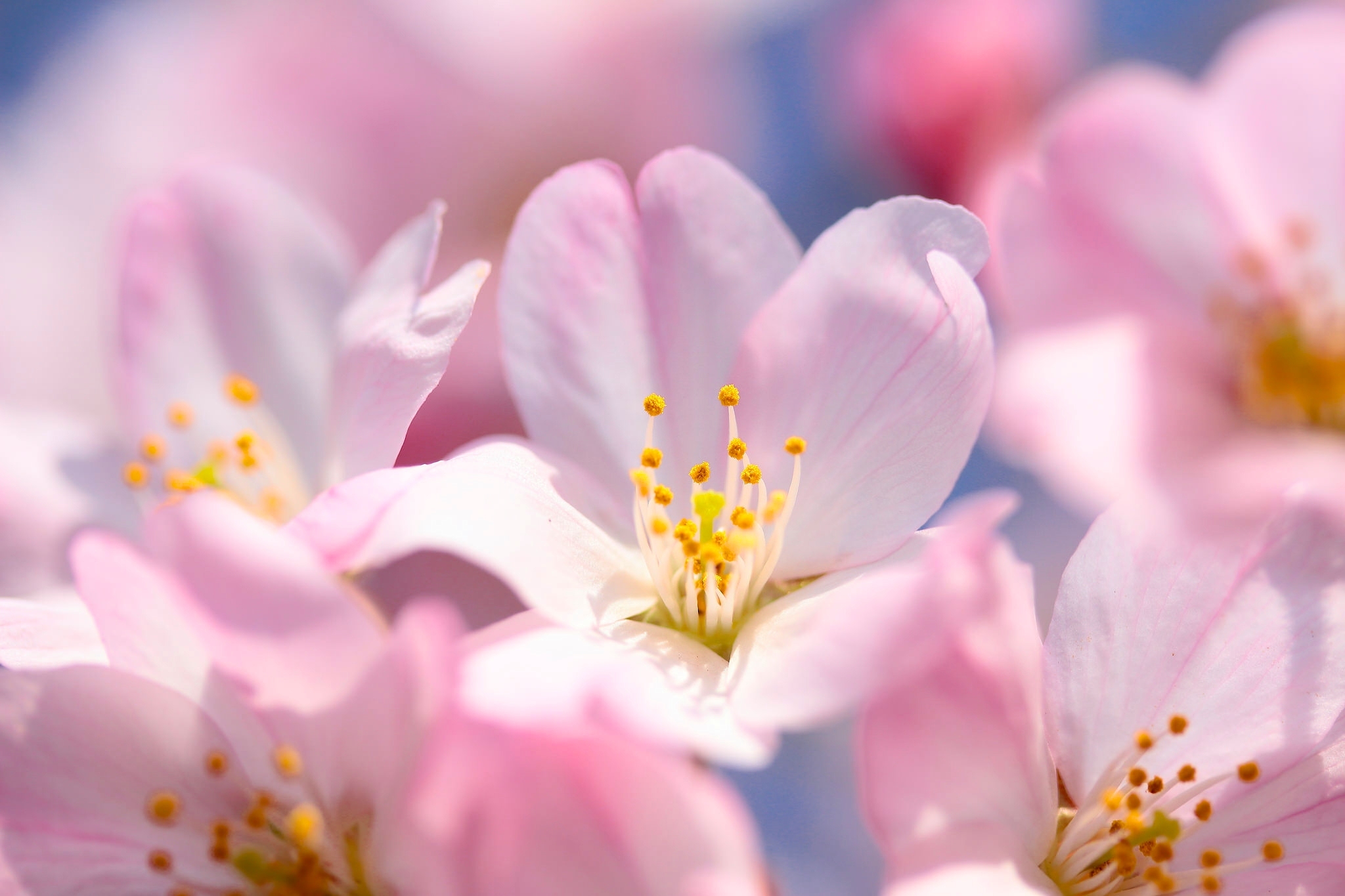Скачать обои бесплатно Природа, Сакура, Цветок, Крупный План, Весна, Цветущие, Земля/природа, Розовый Цветок, Цветение Сакуры картинка на рабочий стол ПК