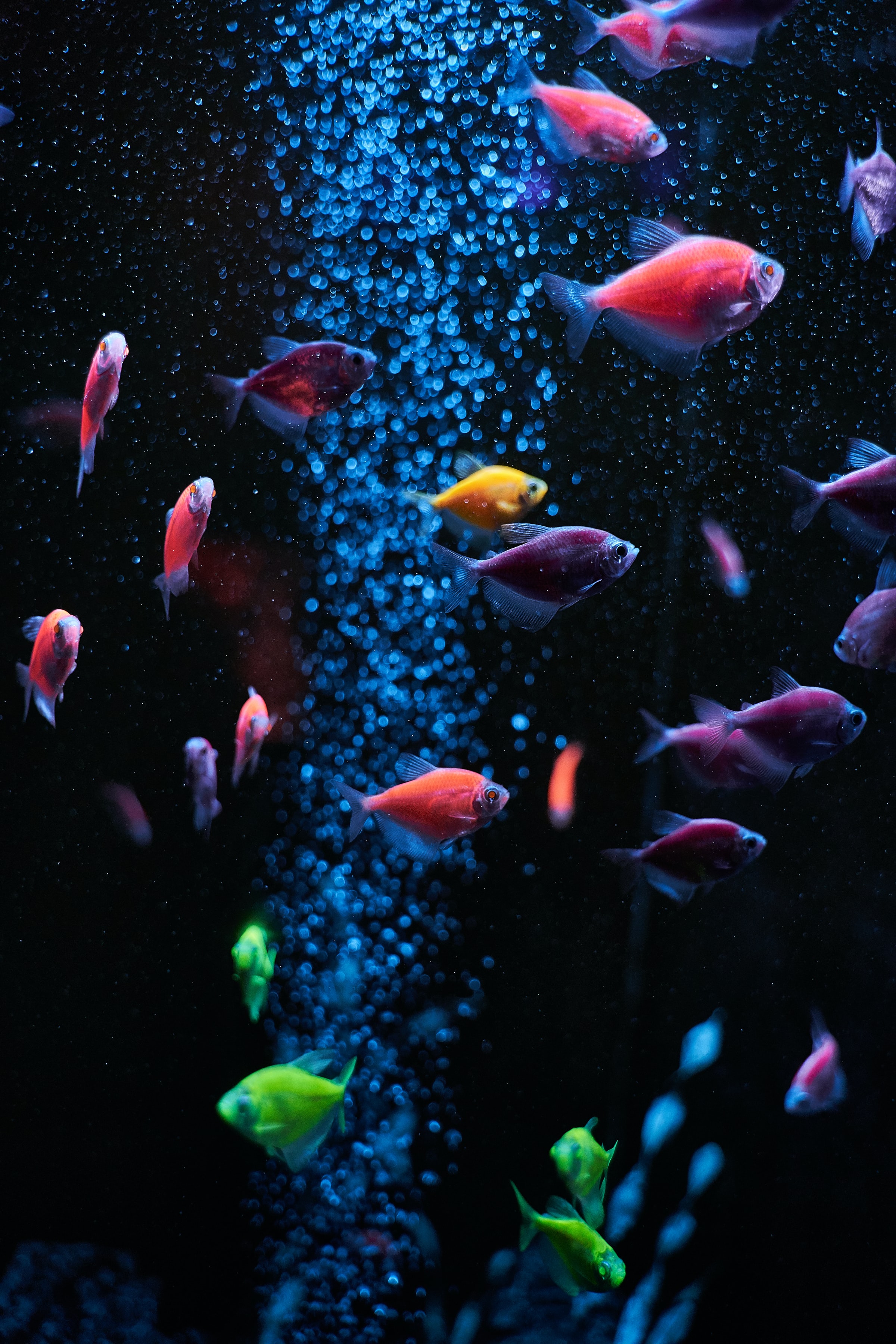 aquarium, fishes, water, animals, bubbles