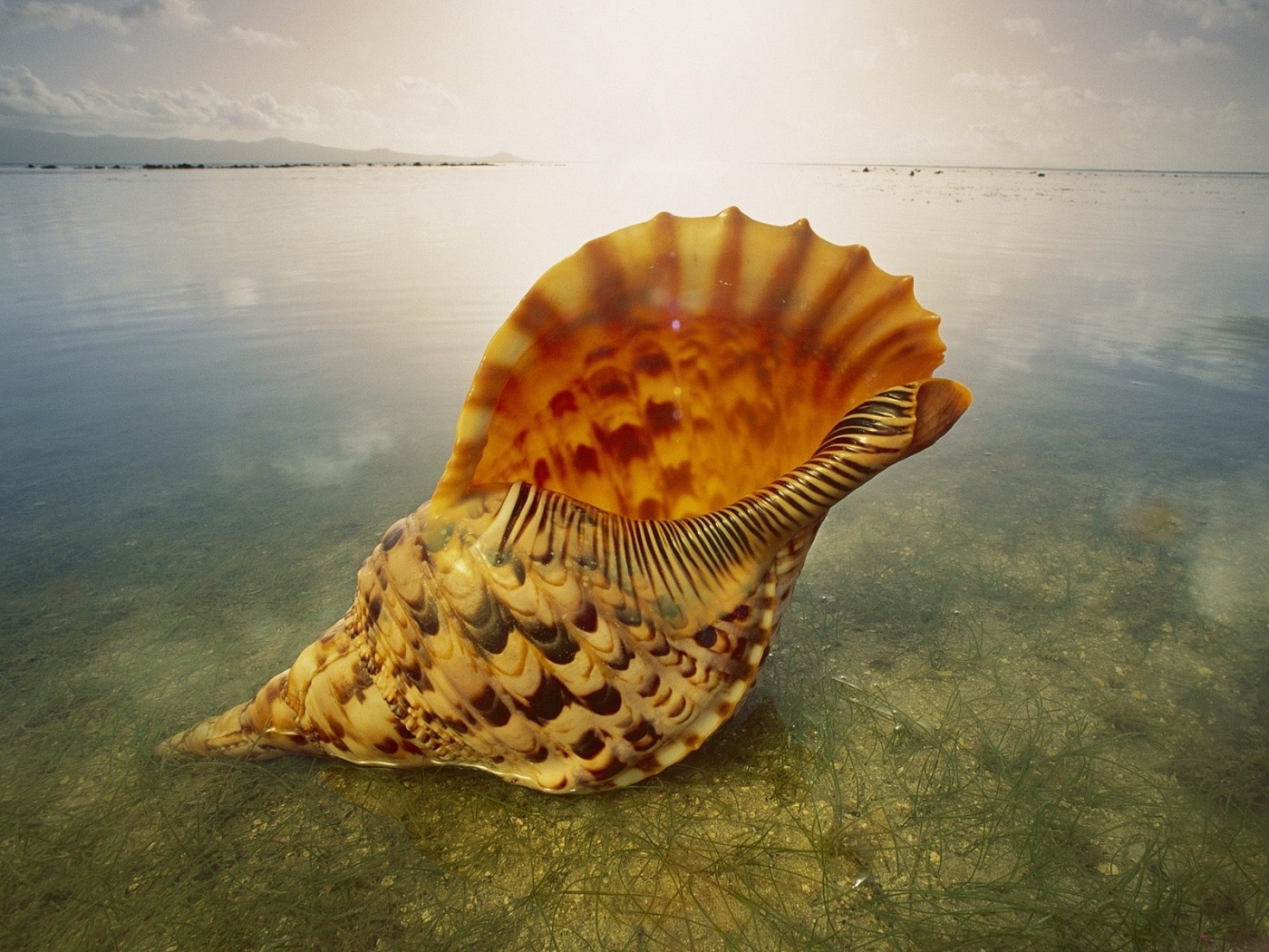 42414 Bild herunterladen sea, shells - Hintergrundbilder und Bildschirmschoner kostenlos