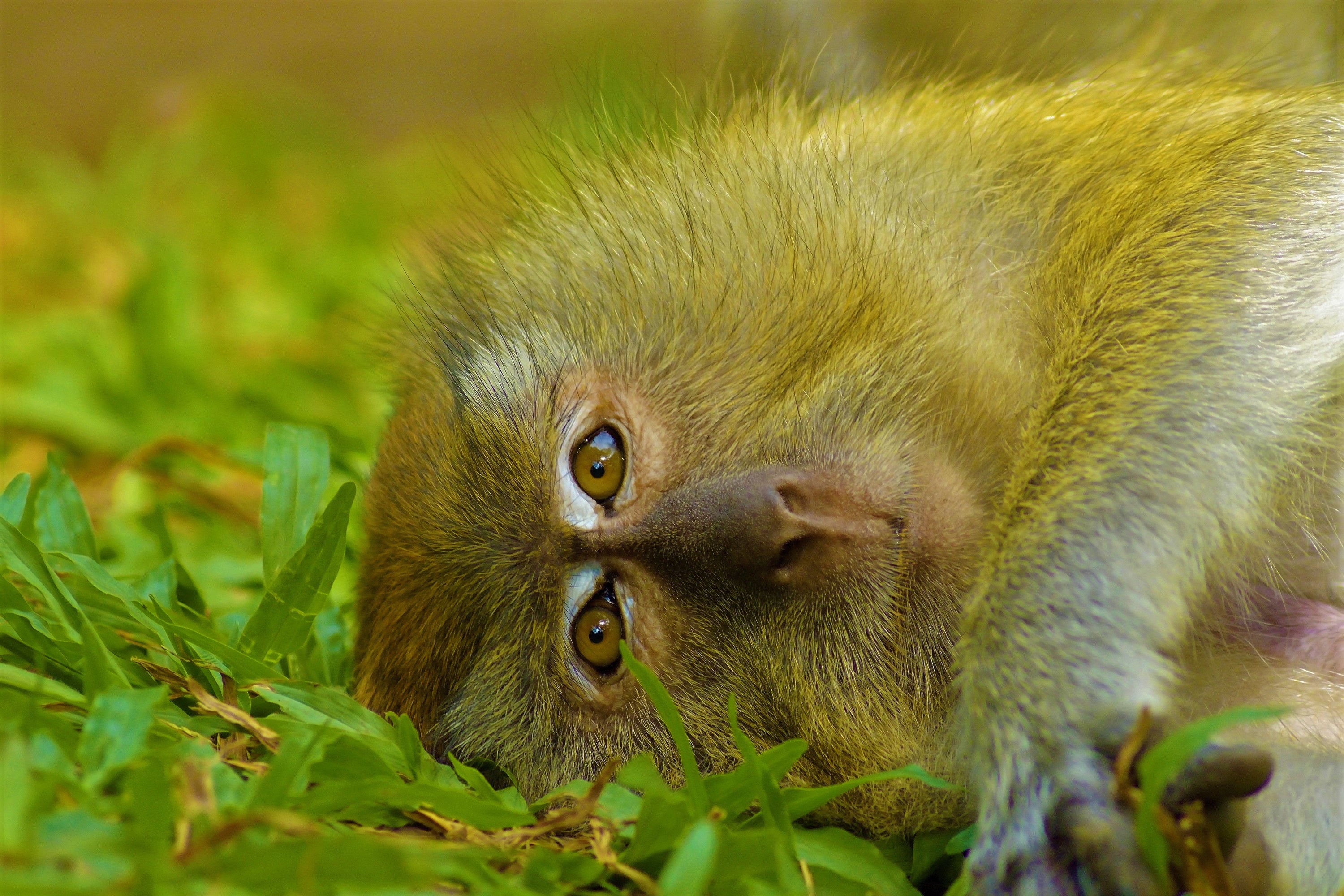 418561 télécharger l'image animaux, macaque japonais, macaque, singe, singes - fonds d'écran et économiseurs d'écran gratuits