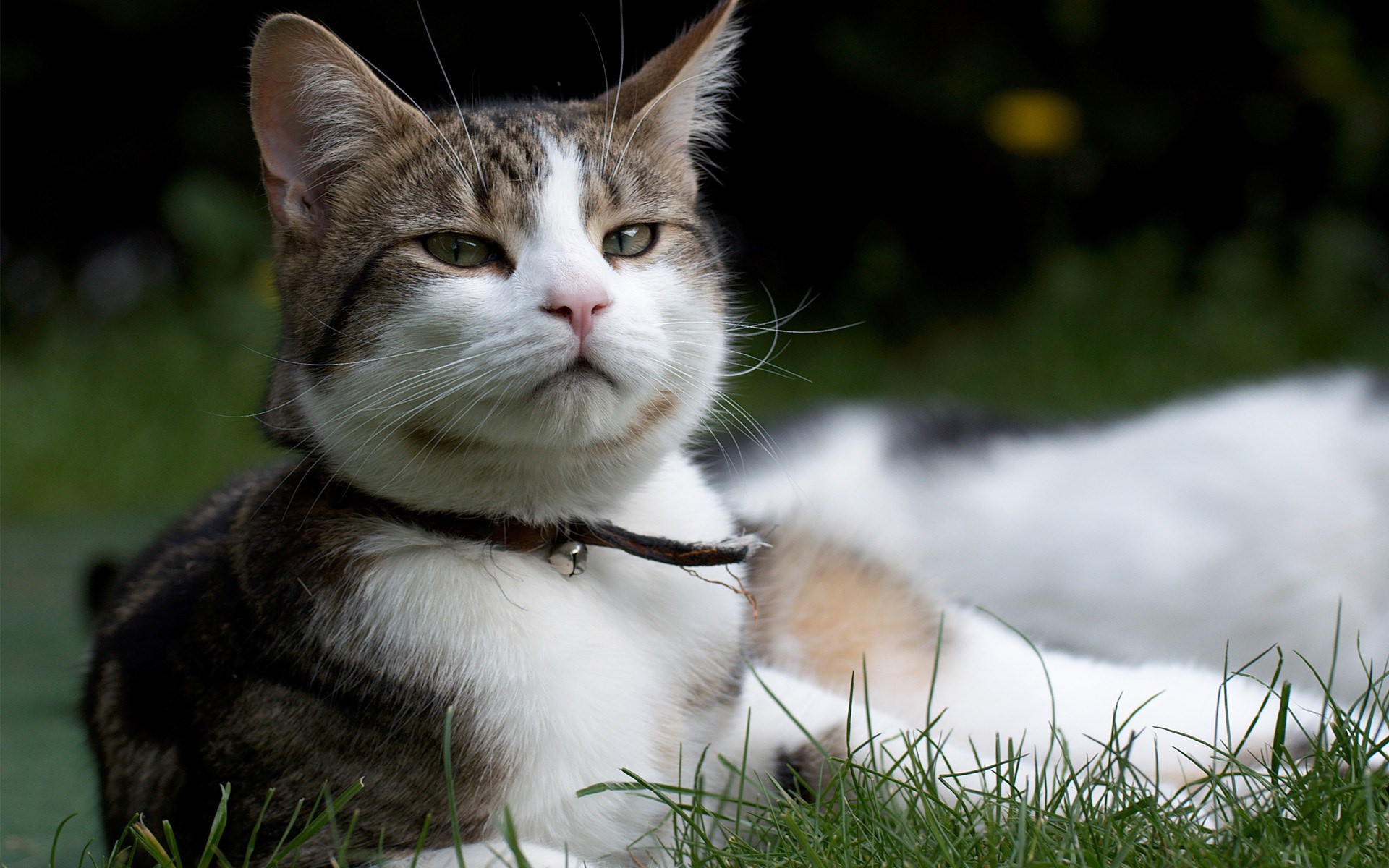 286587 économiseurs d'écran et fonds d'écran Chats sur votre téléphone. Téléchargez  images gratuitement