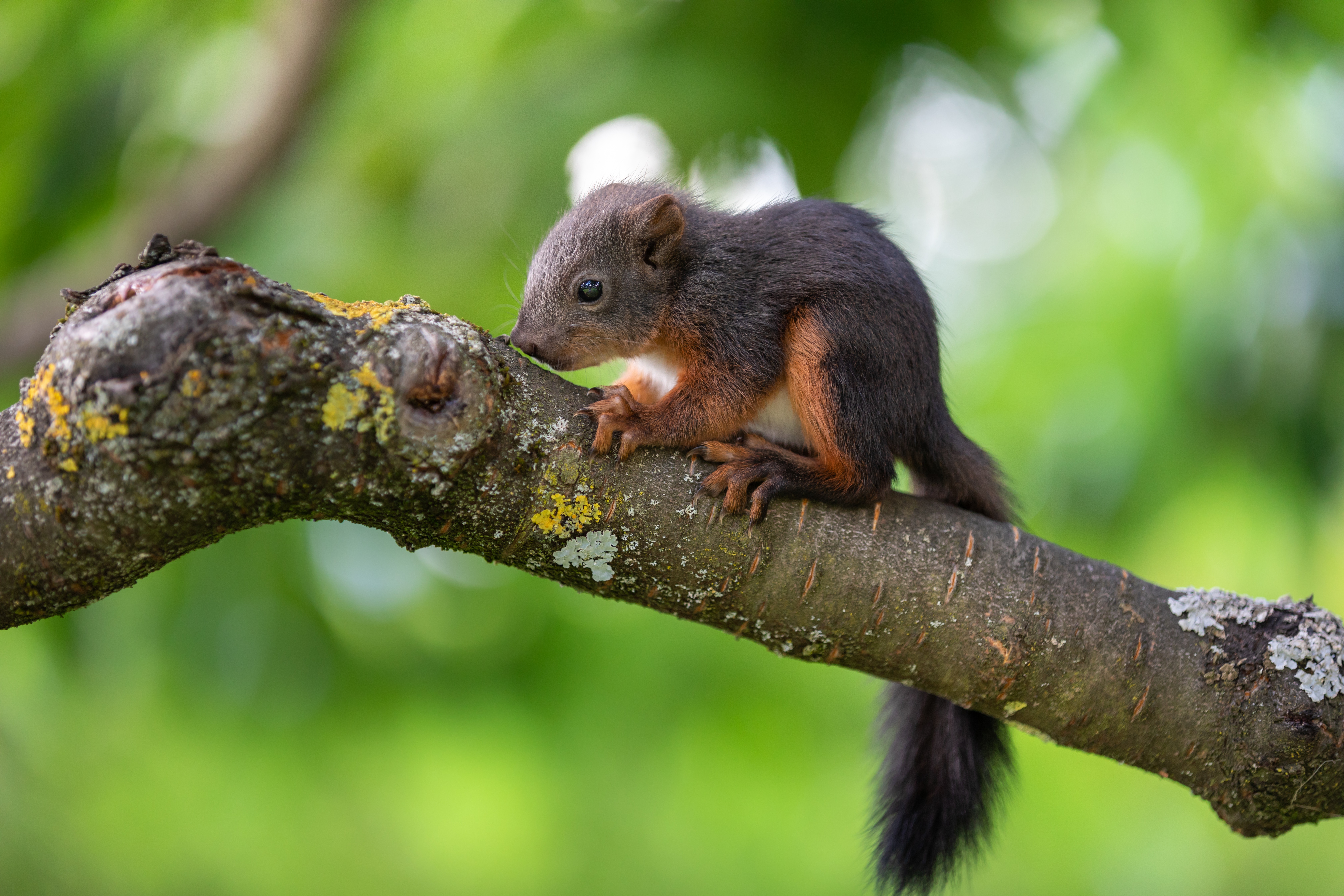 Download mobile wallpaper Squirrel, Animal, Rodent, Baby Animal for free.