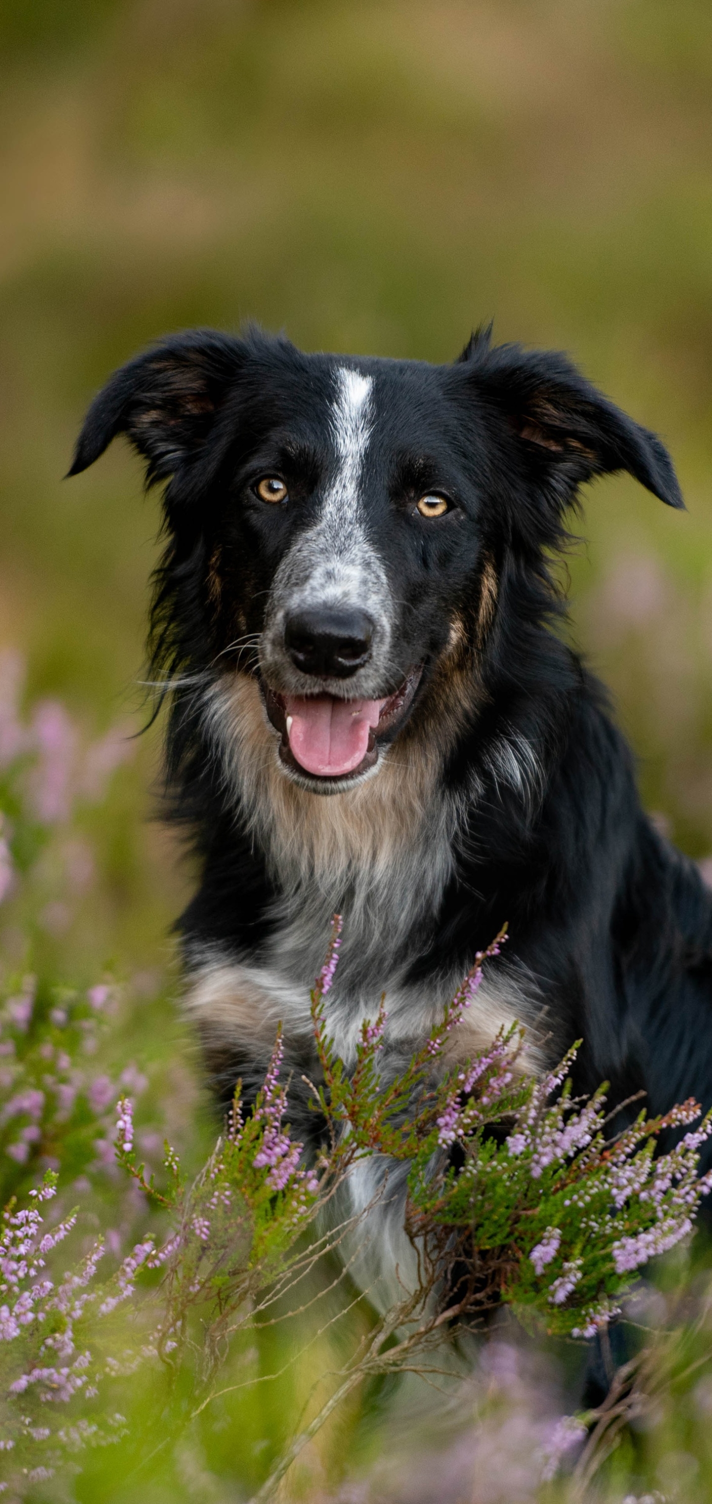 Descarga gratuita de fondo de pantalla para móvil de Animales, Perros, Perro, Collie De La Frontera.