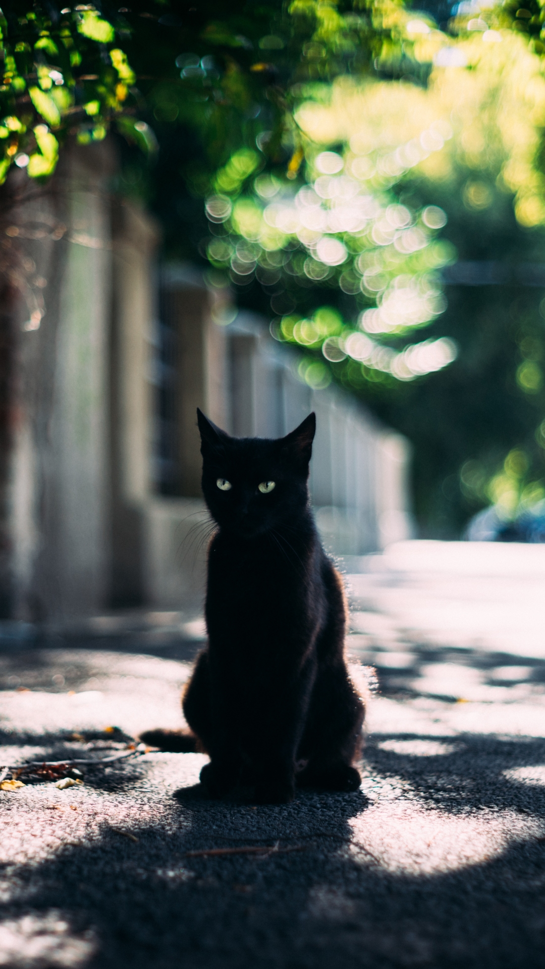 Handy-Wallpaper Tiere, Katzen, Katze, Tiefenschärfe kostenlos herunterladen.