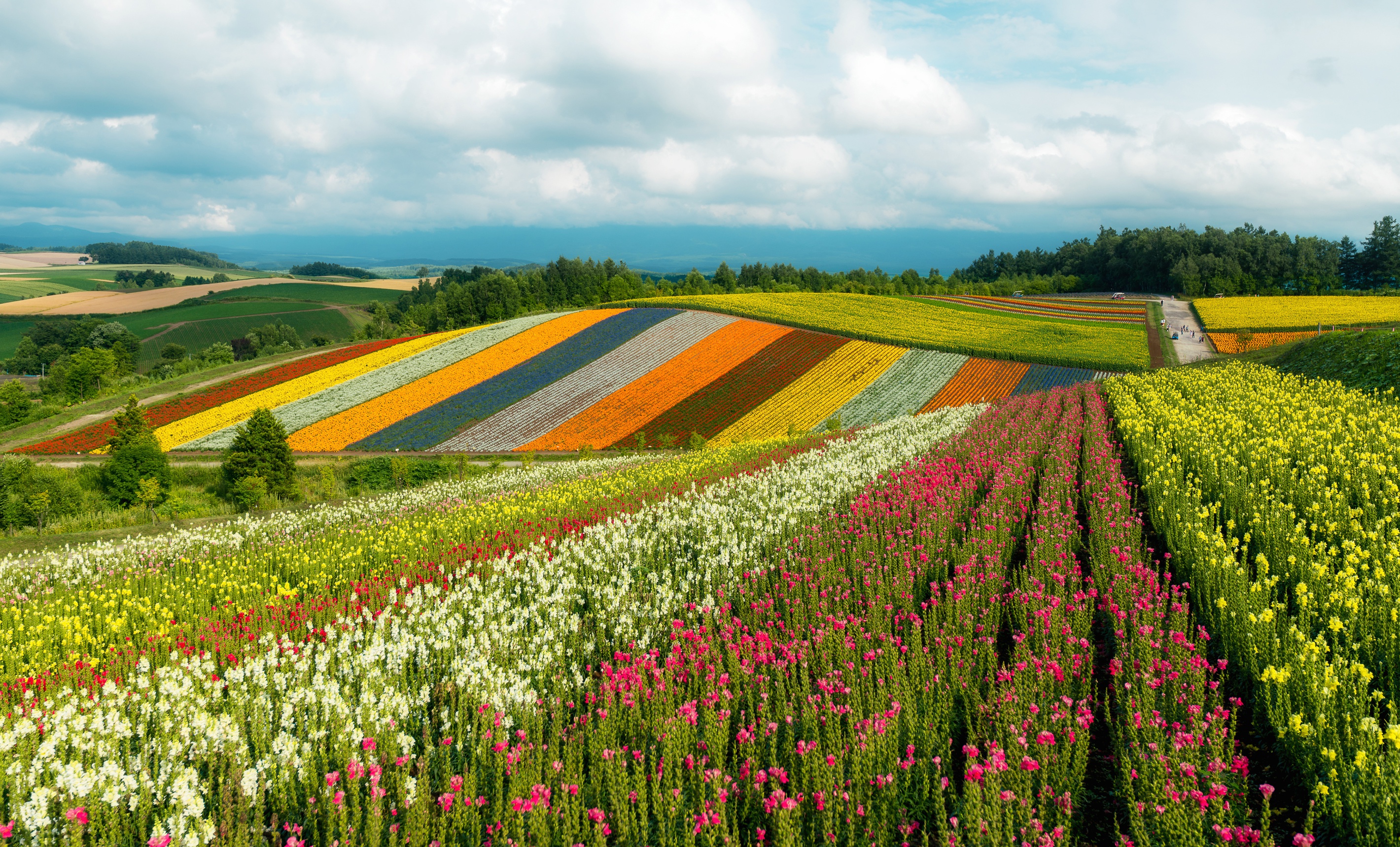 Téléchargez gratuitement l'image Fleur, Champ, Japon, Nuage, La Nature, Terre/nature sur le bureau de votre PC