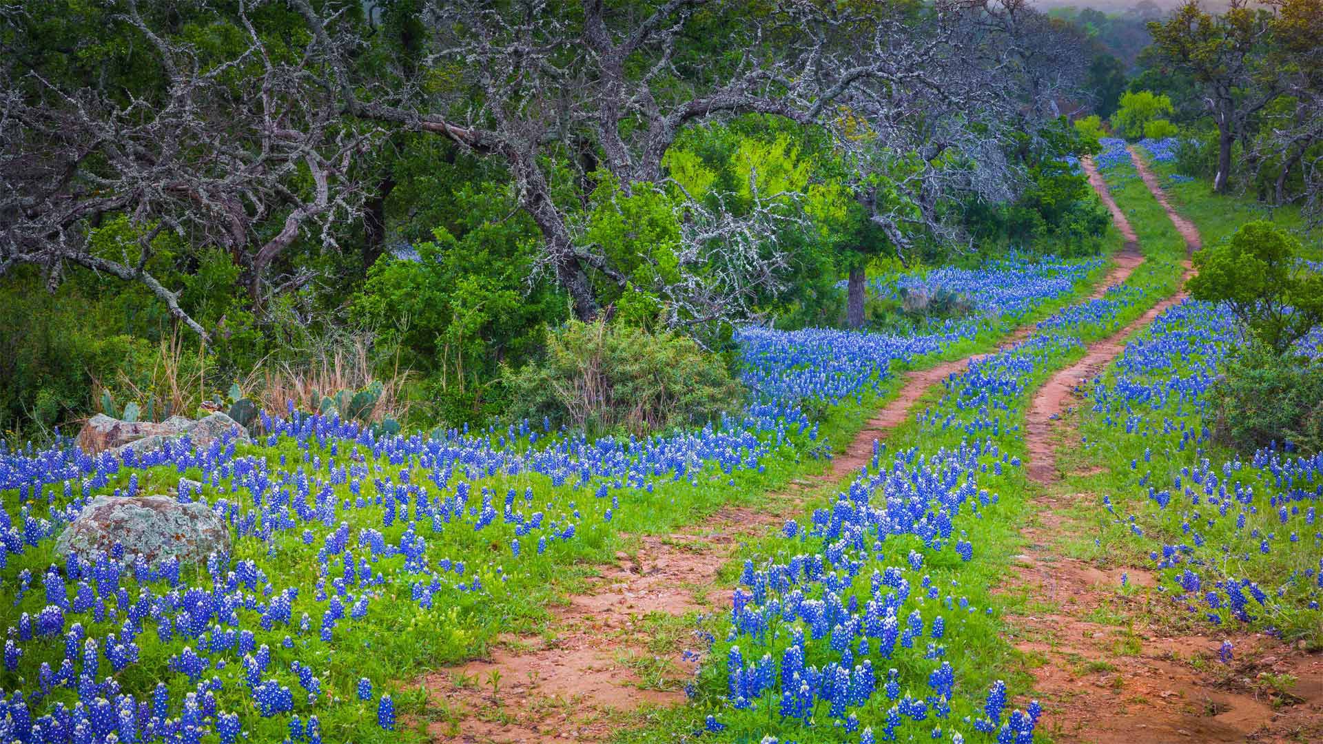 Download mobile wallpaper Flower, Path, Spring, Man Made for free.