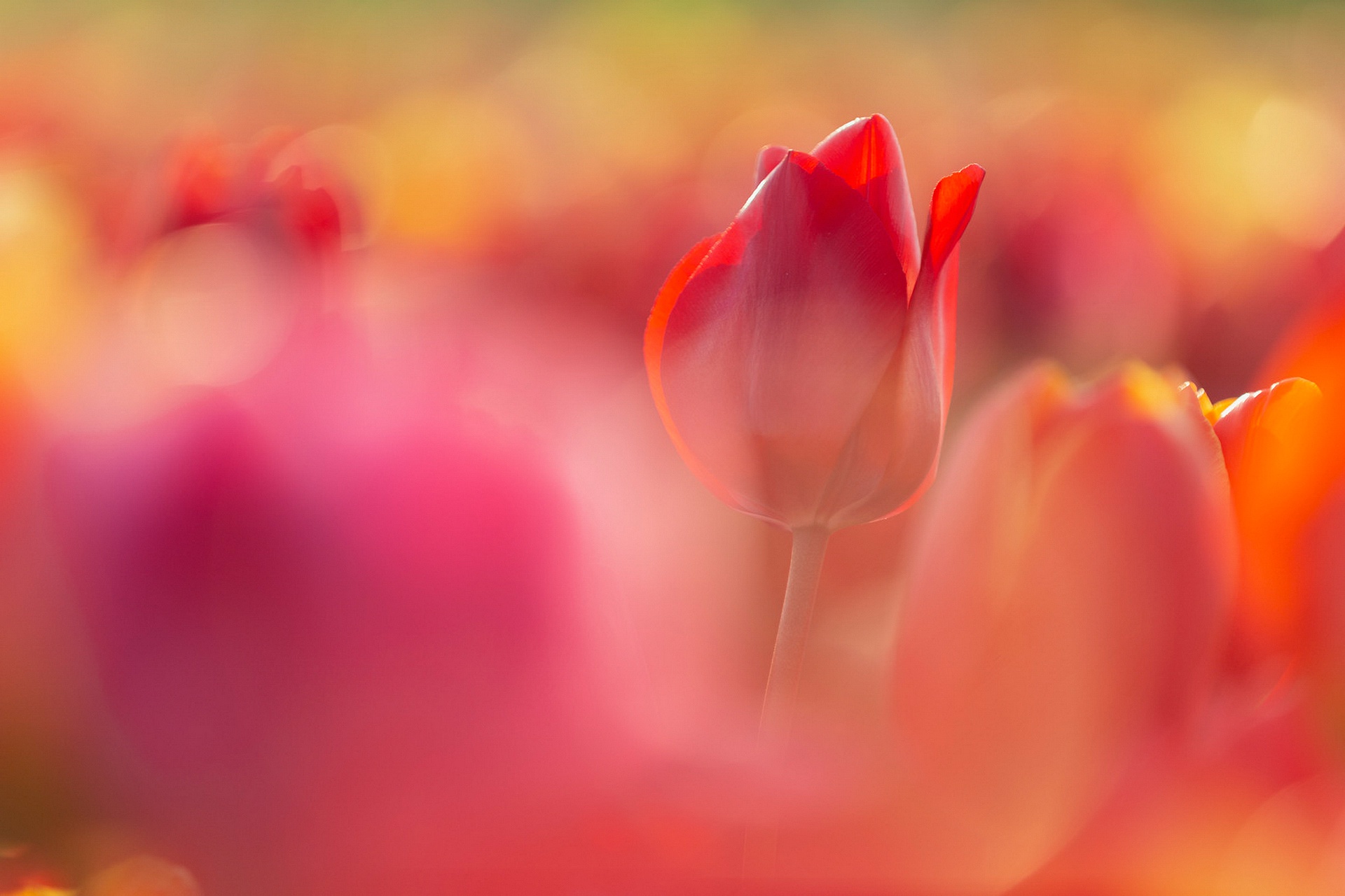 Free download wallpaper Flowers, Flower, Macro, Earth, Tulip on your PC desktop