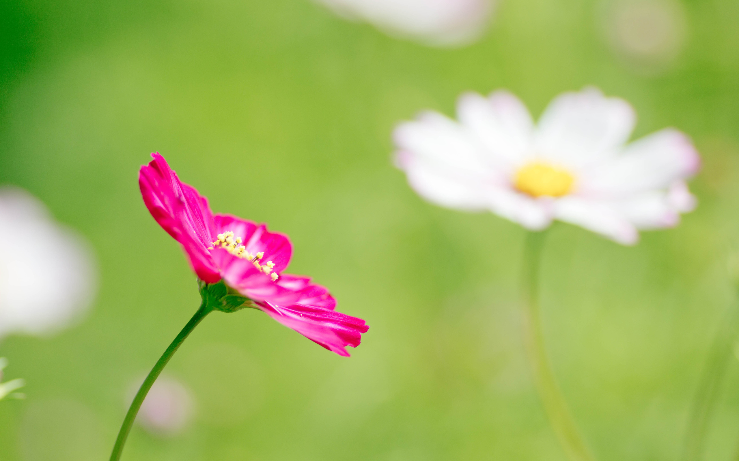 Téléchargez gratuitement l'image Fleurs, Fleur, Terre/nature sur le bureau de votre PC