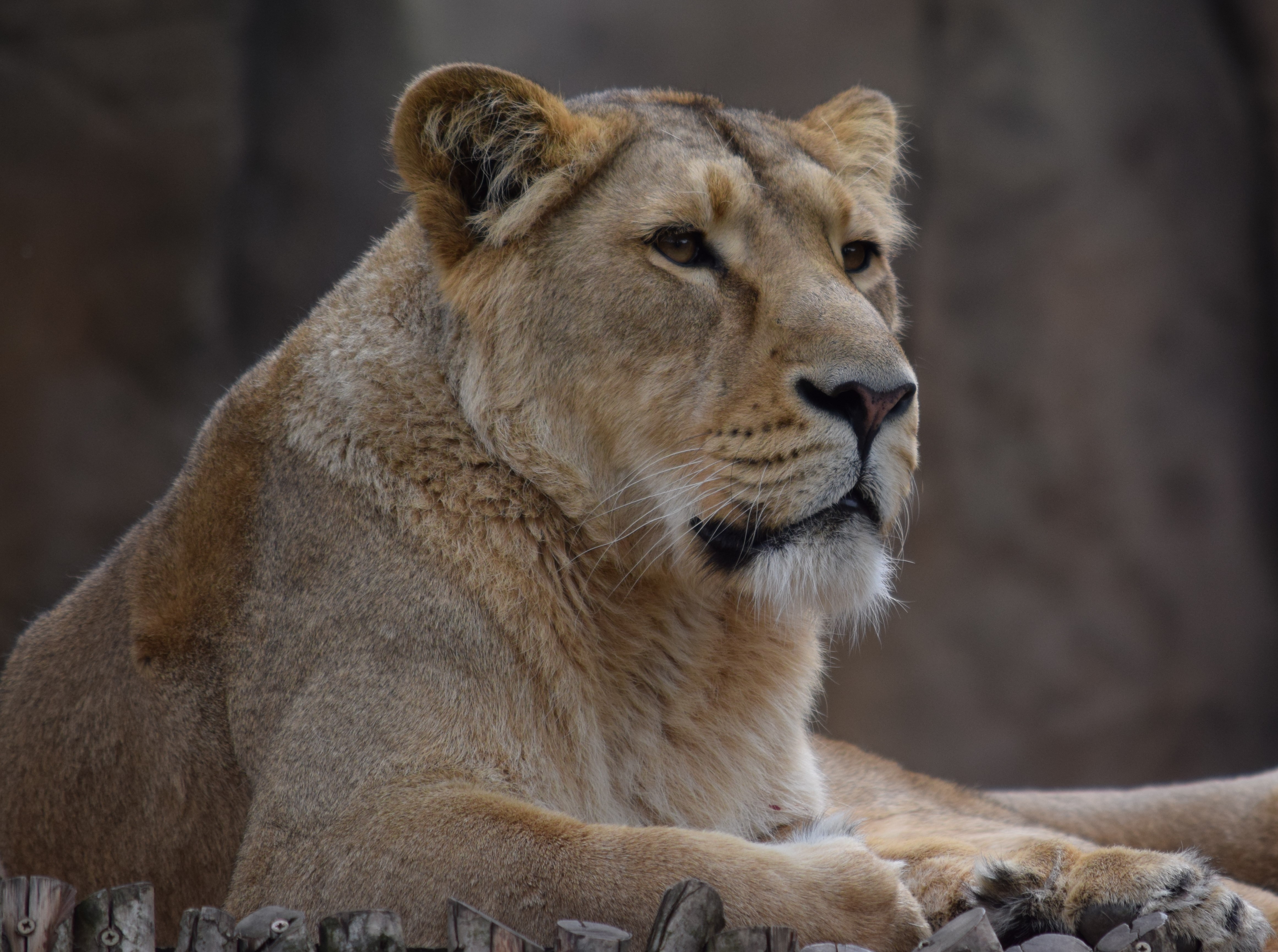 New Lock Screen Wallpapers animals, predator, big cat, lioness, animal, wild