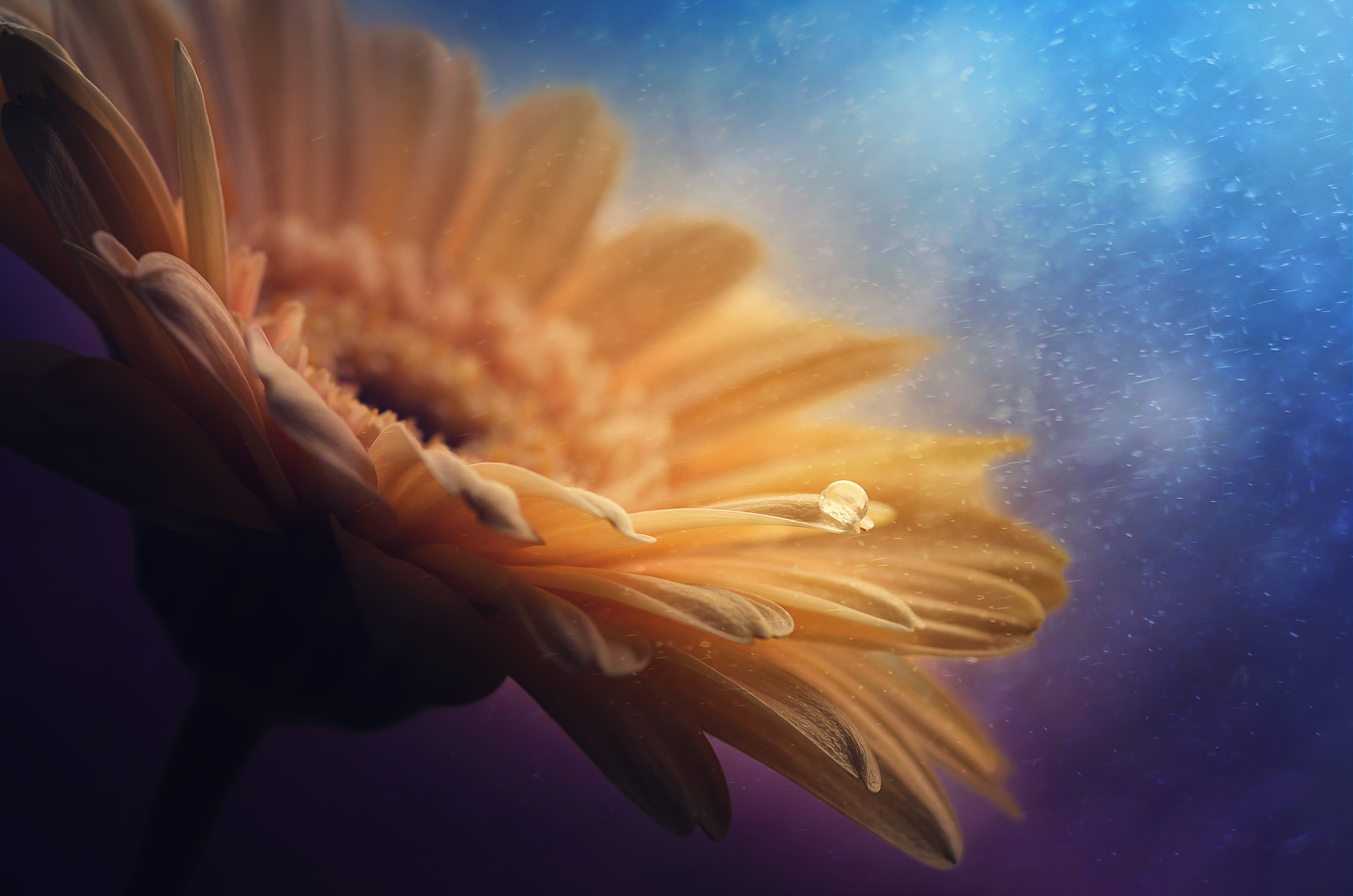 Download mobile wallpaper Flowers, Earth, Gerbera for free.