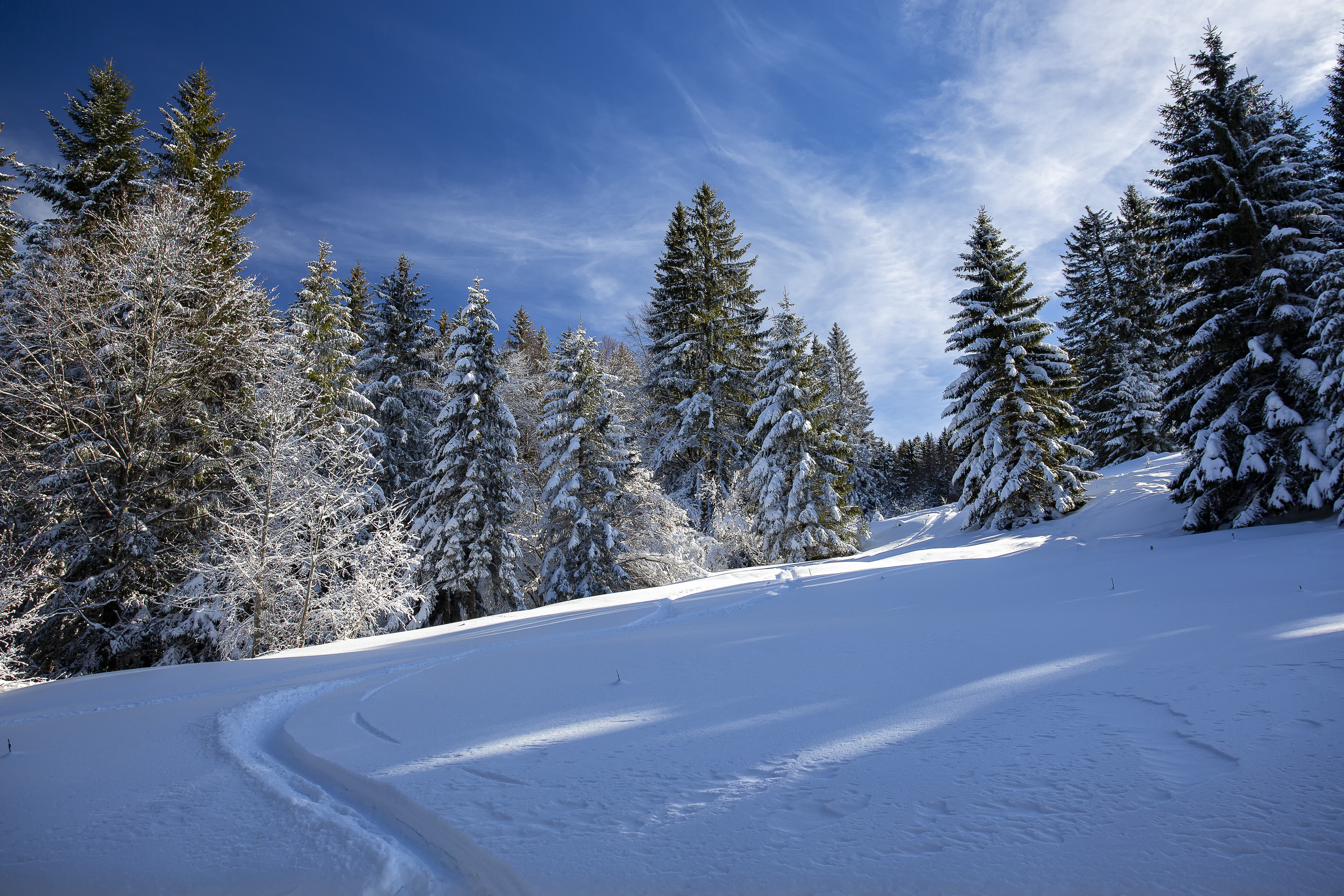 Download mobile wallpaper Winter, Snow, Forest, Earth, Path, Fir Tree for free.