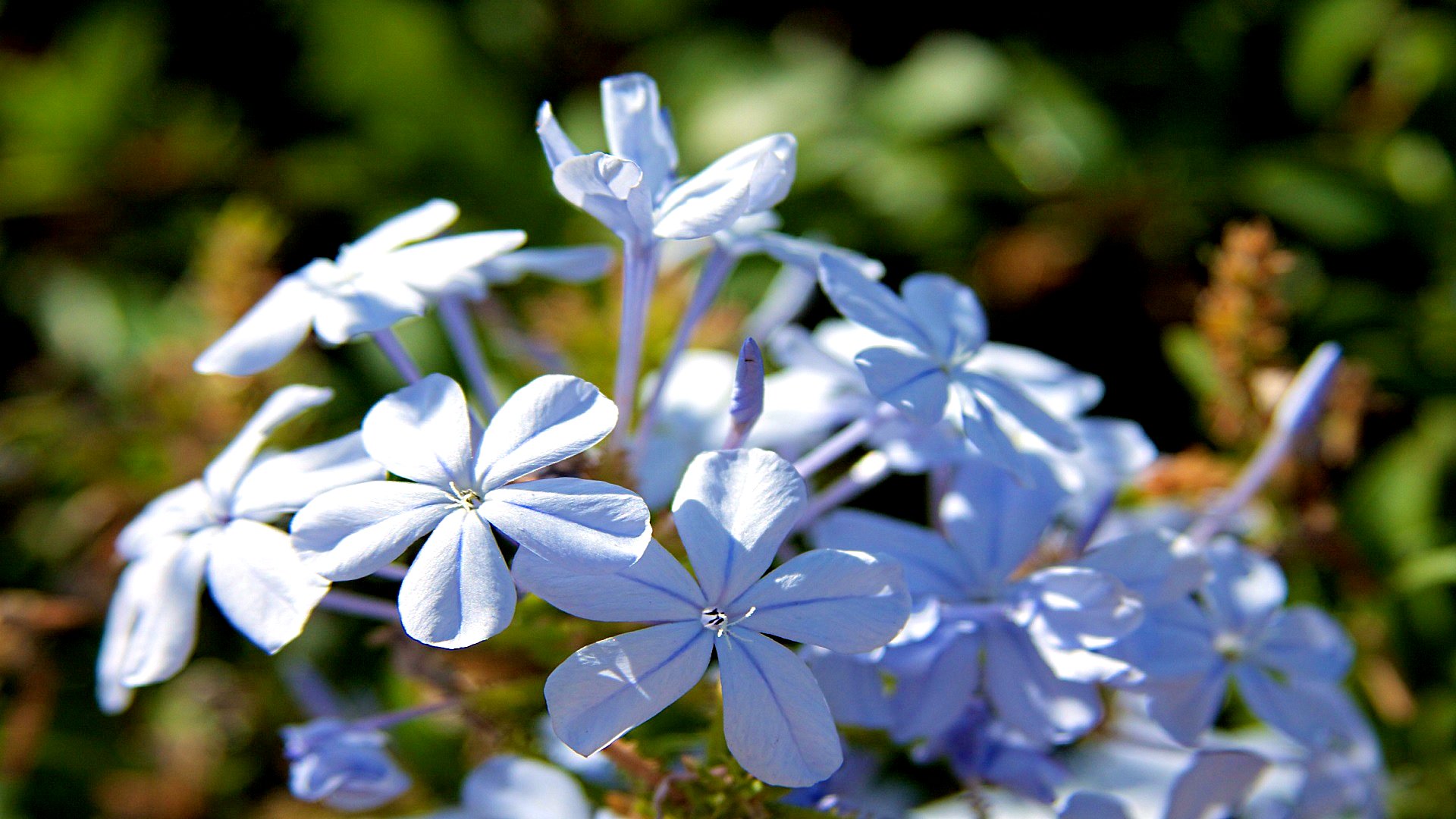 Téléchargez gratuitement l'image Fleurs, Fleur, Terre/nature sur le bureau de votre PC