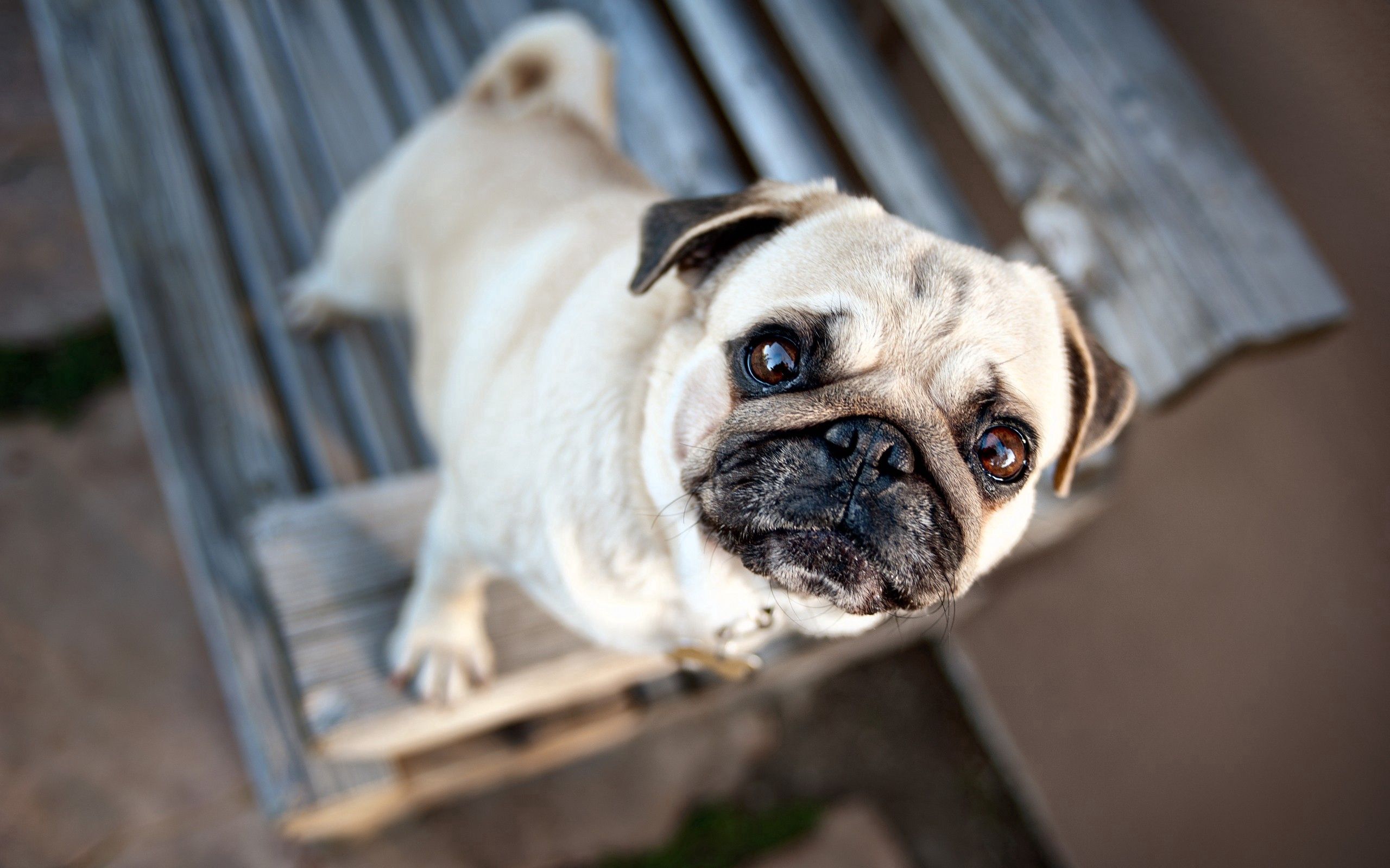 Handy-Wallpaper Hund, Erwartung, Warten, Schnauze, Hündchen, Tiere, Mops, Welpen kostenlos herunterladen.