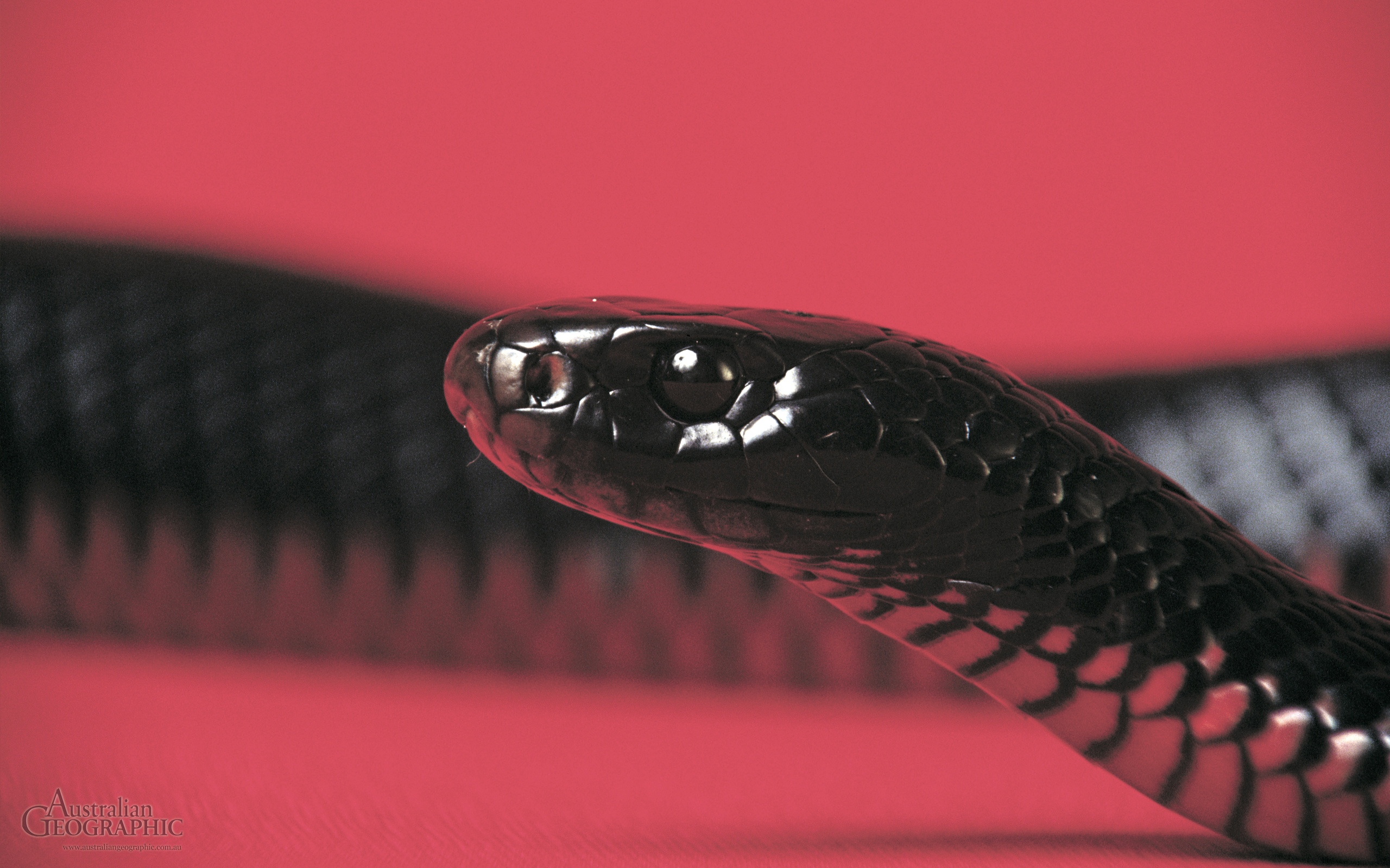 Популярные заставки и фоны Краснобрюхая Черная Змея на компьютер