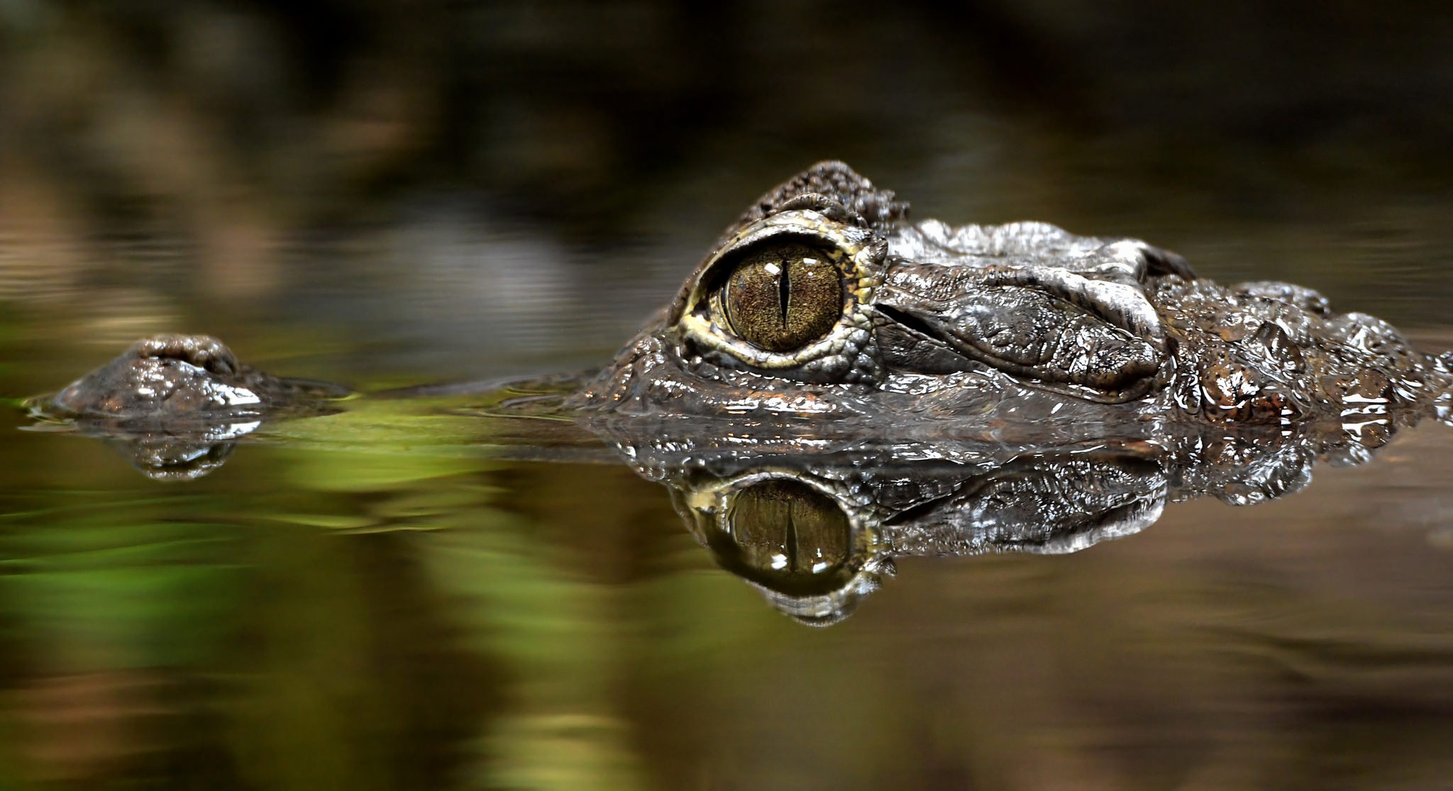 animal, caiman, eye, reflection, water