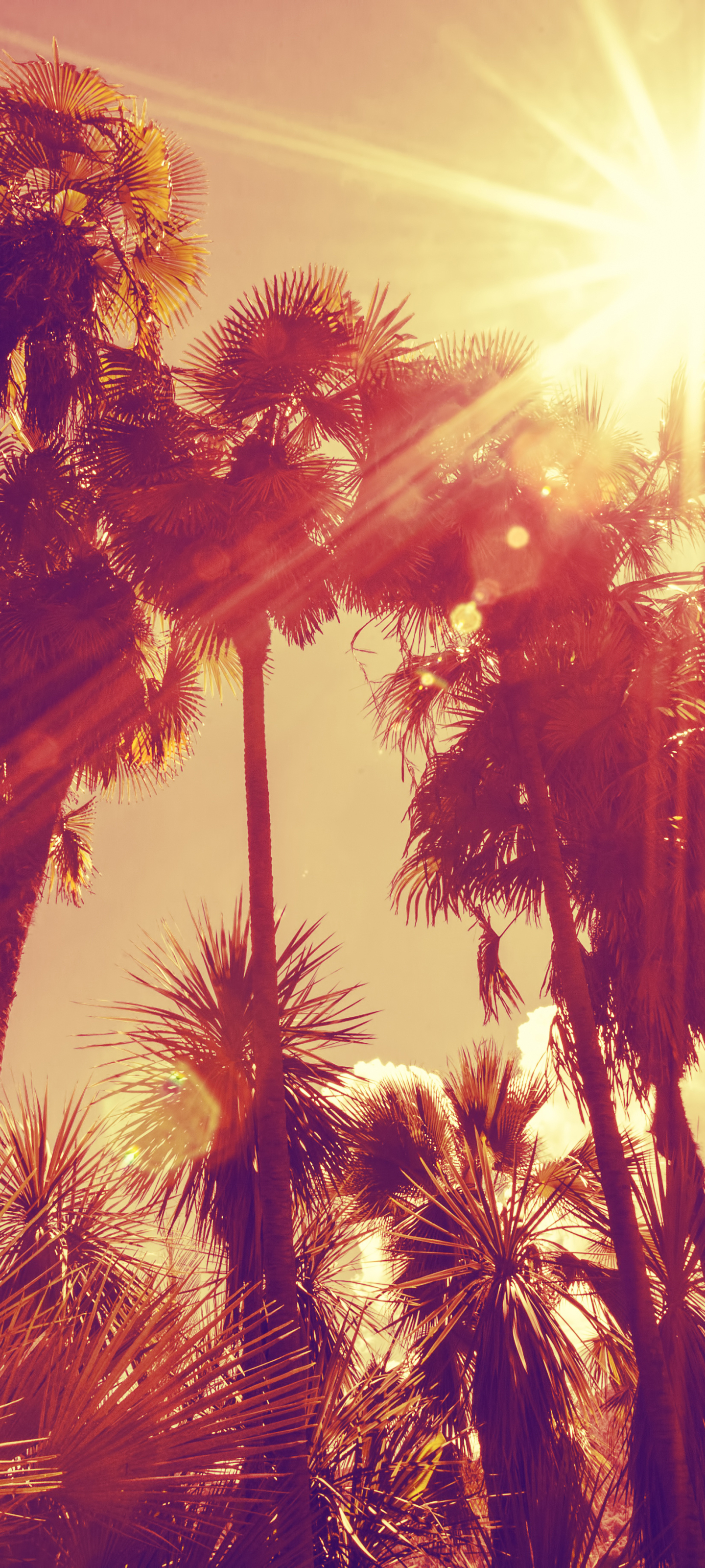 Download mobile wallpaper Earth, Sunbeam, Palm Tree, Sunbean for free.