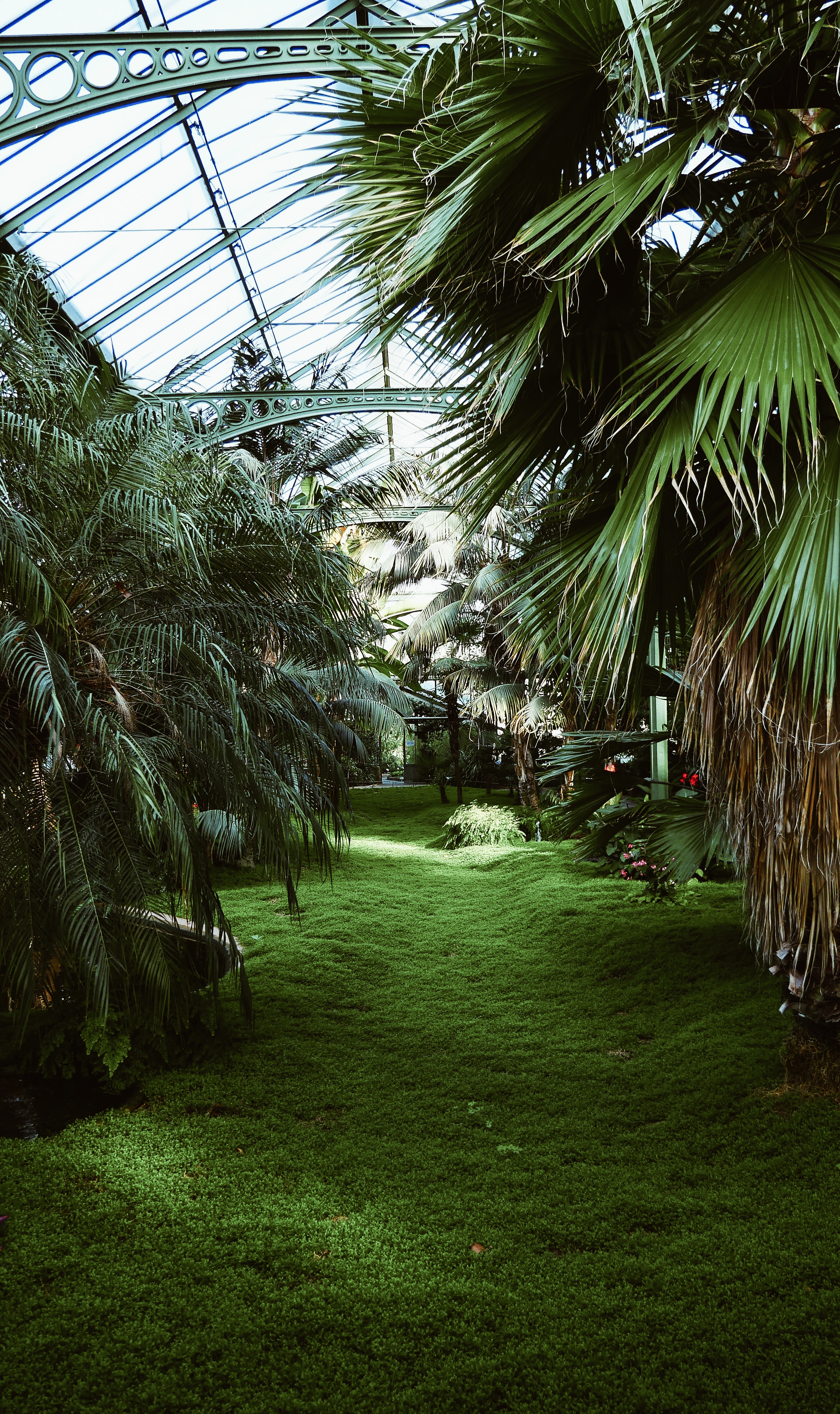 palms, greenhouse, tropical, plants, green, miscellanea, miscellaneous