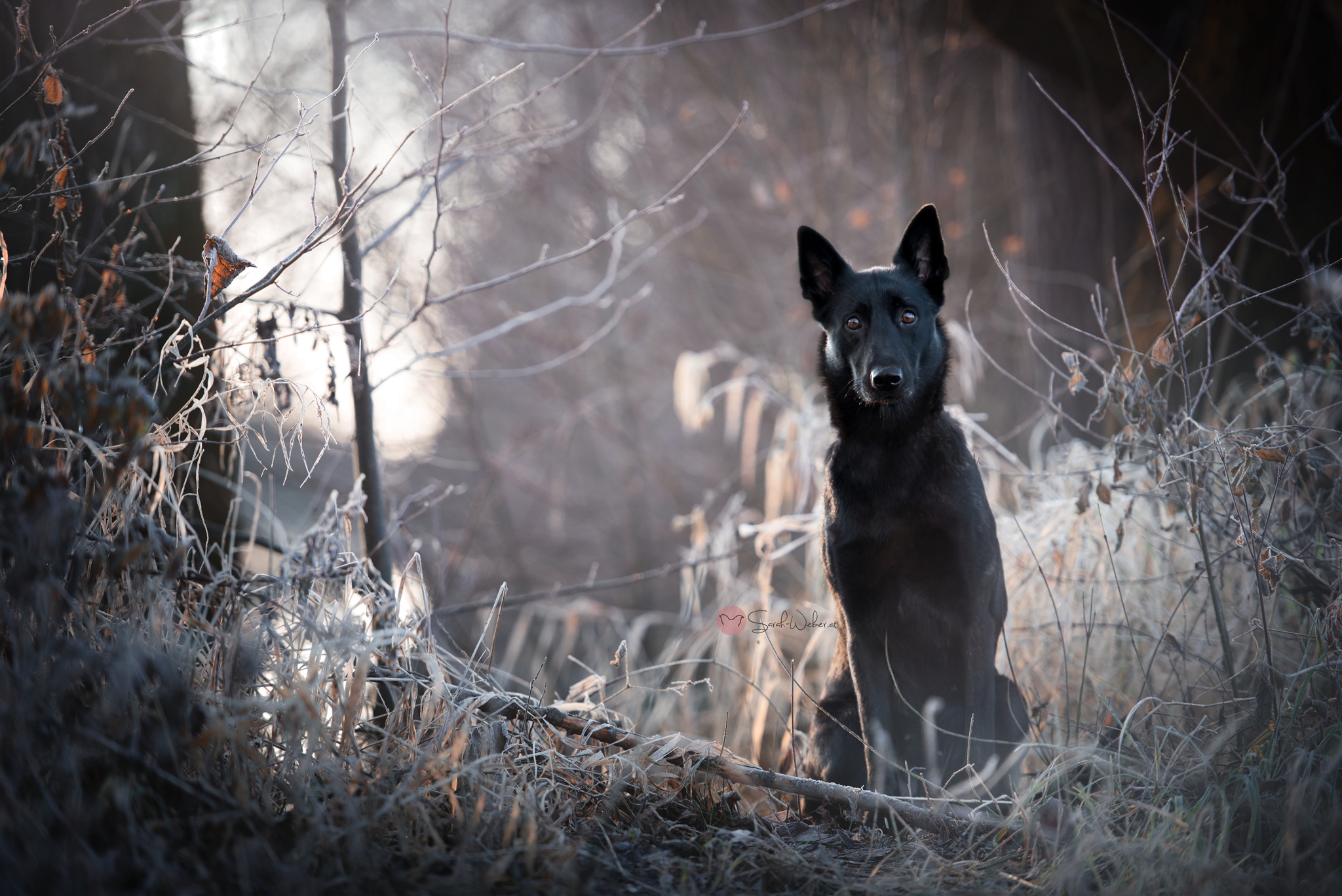 Laden Sie das Hunde, Hund, Tiere-Bild kostenlos auf Ihren PC-Desktop herunter