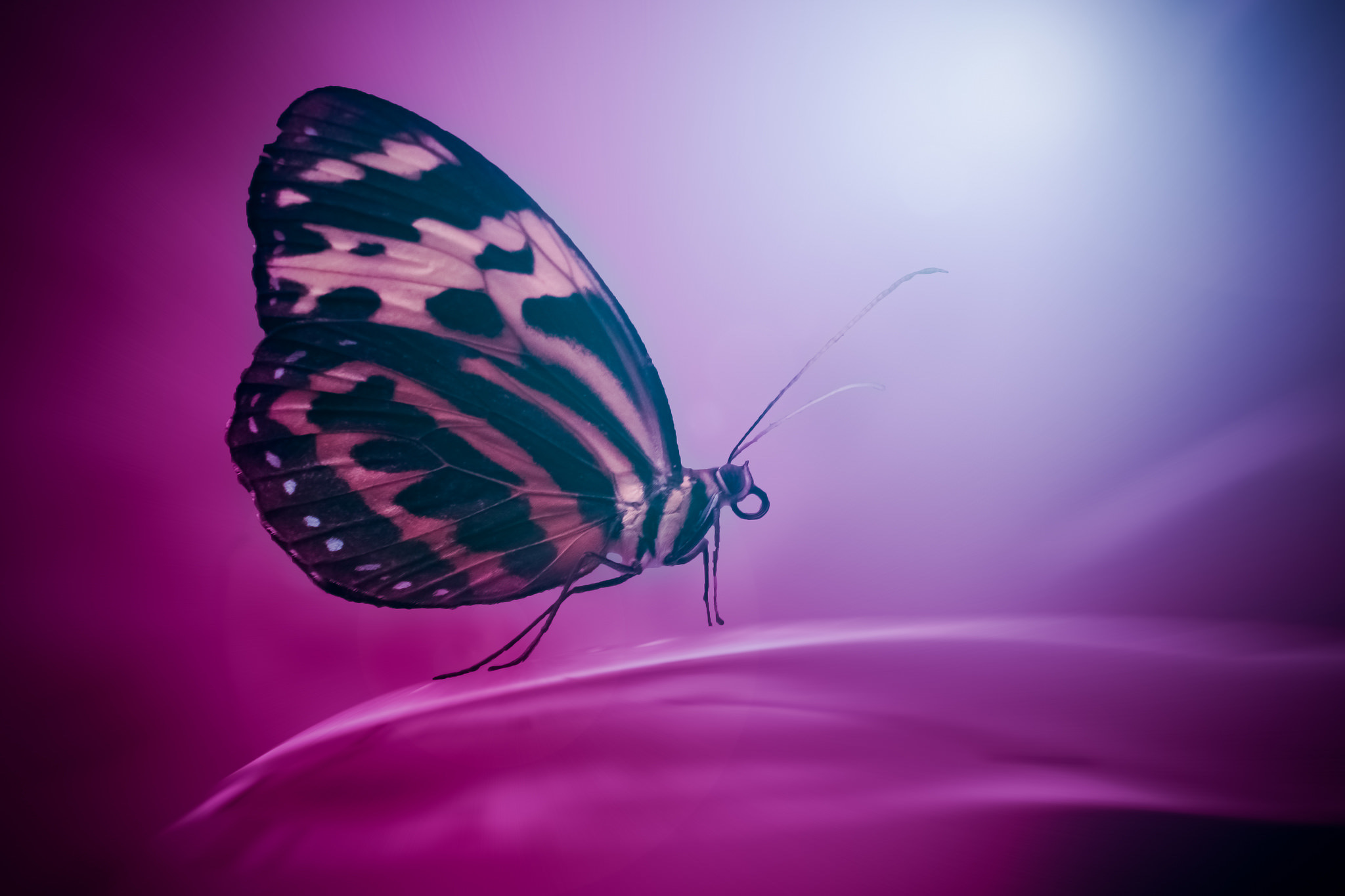 Download mobile wallpaper Insect, Butterfly, Animal, Purple for free.