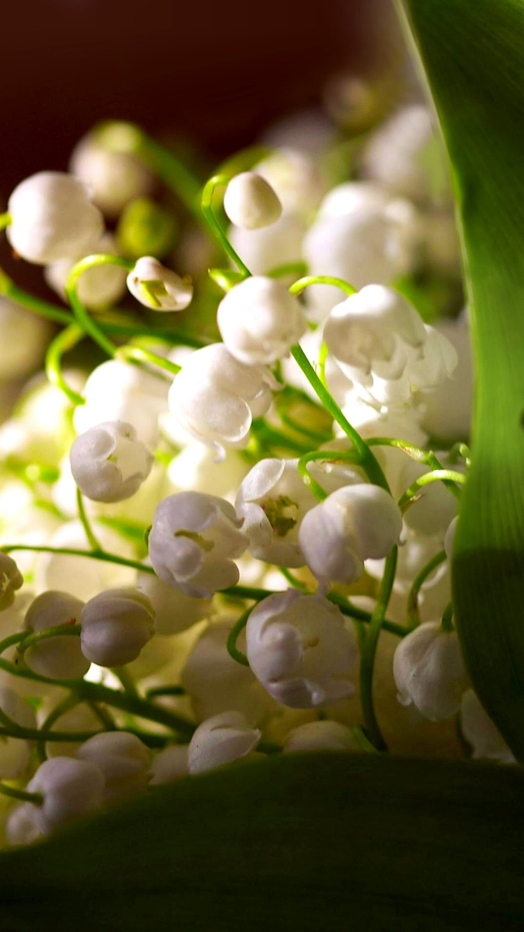 Descarga gratuita de fondo de pantalla para móvil de Flores, Flor, Florecer, Vistoso, Tierra/naturaleza.