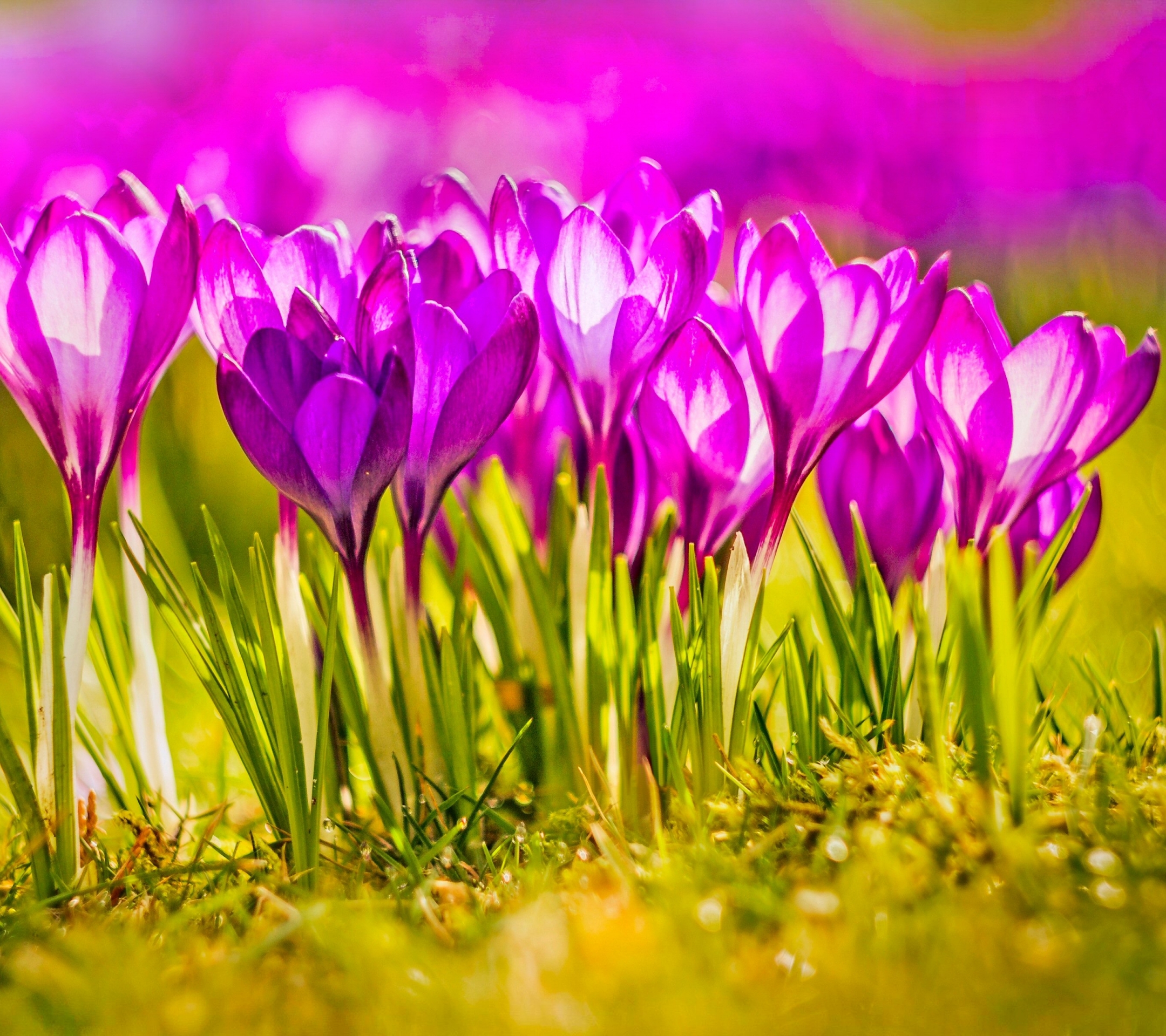 Скачать картинку Цветок, Весна, Крокус, Земля/природа, Розовый Цветок, Флауэрсы в телефон бесплатно.
