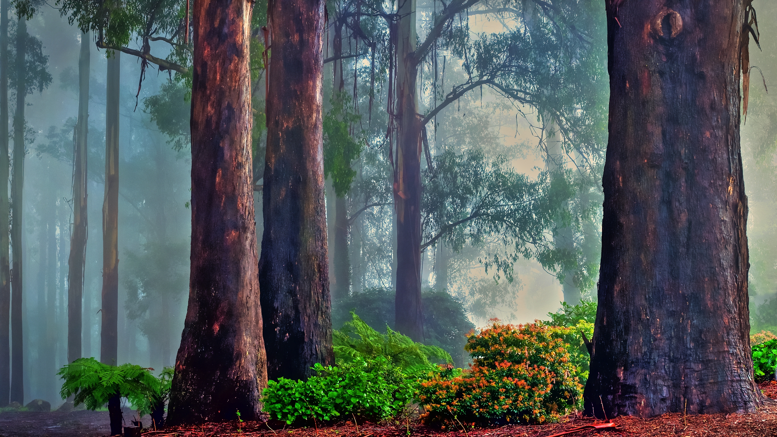 Descarga gratuita de fondo de pantalla para móvil de Niebla, Tierra/naturaleza.