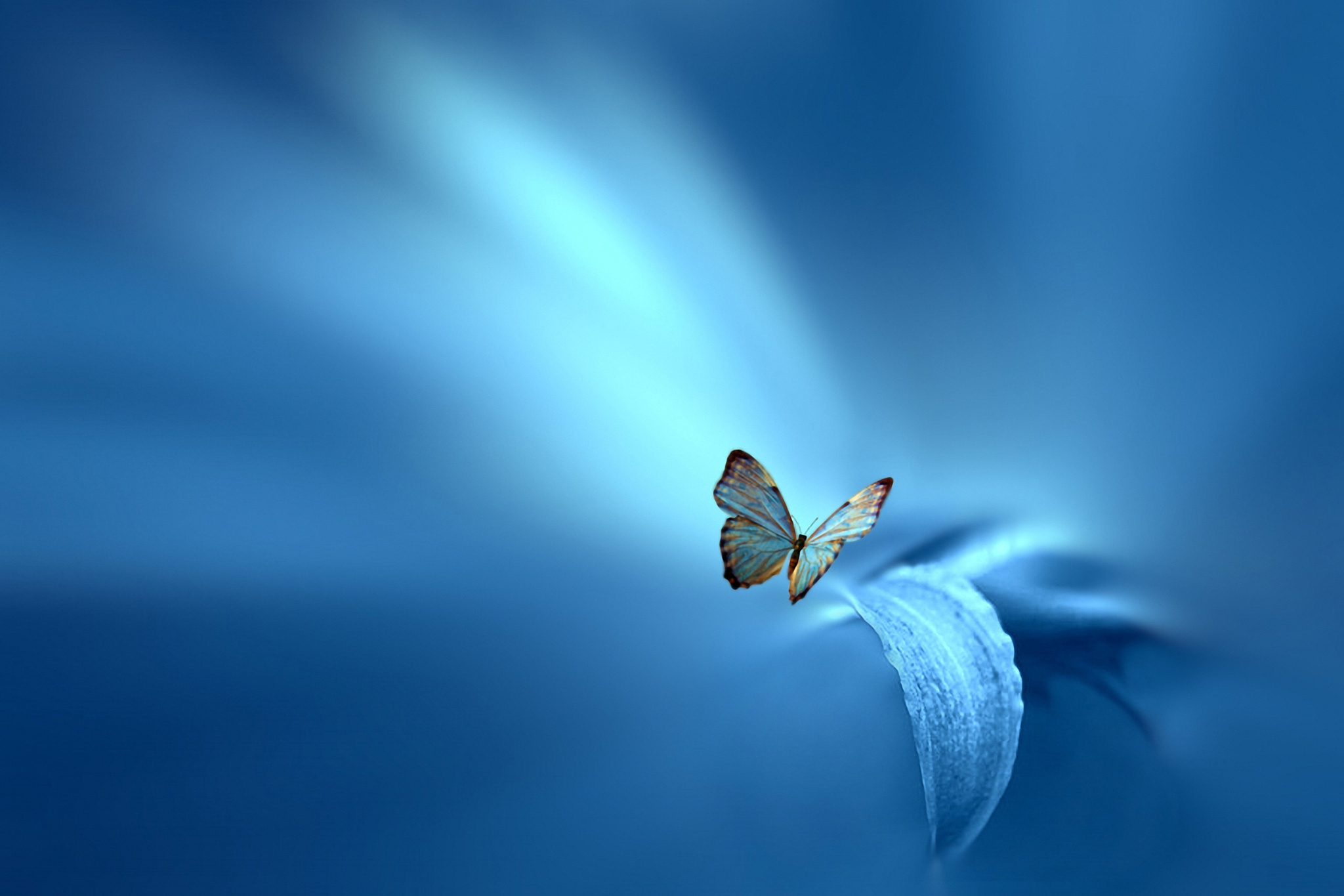 Free download wallpaper Macro, Leaf, Butterfly, Animal on your PC desktop