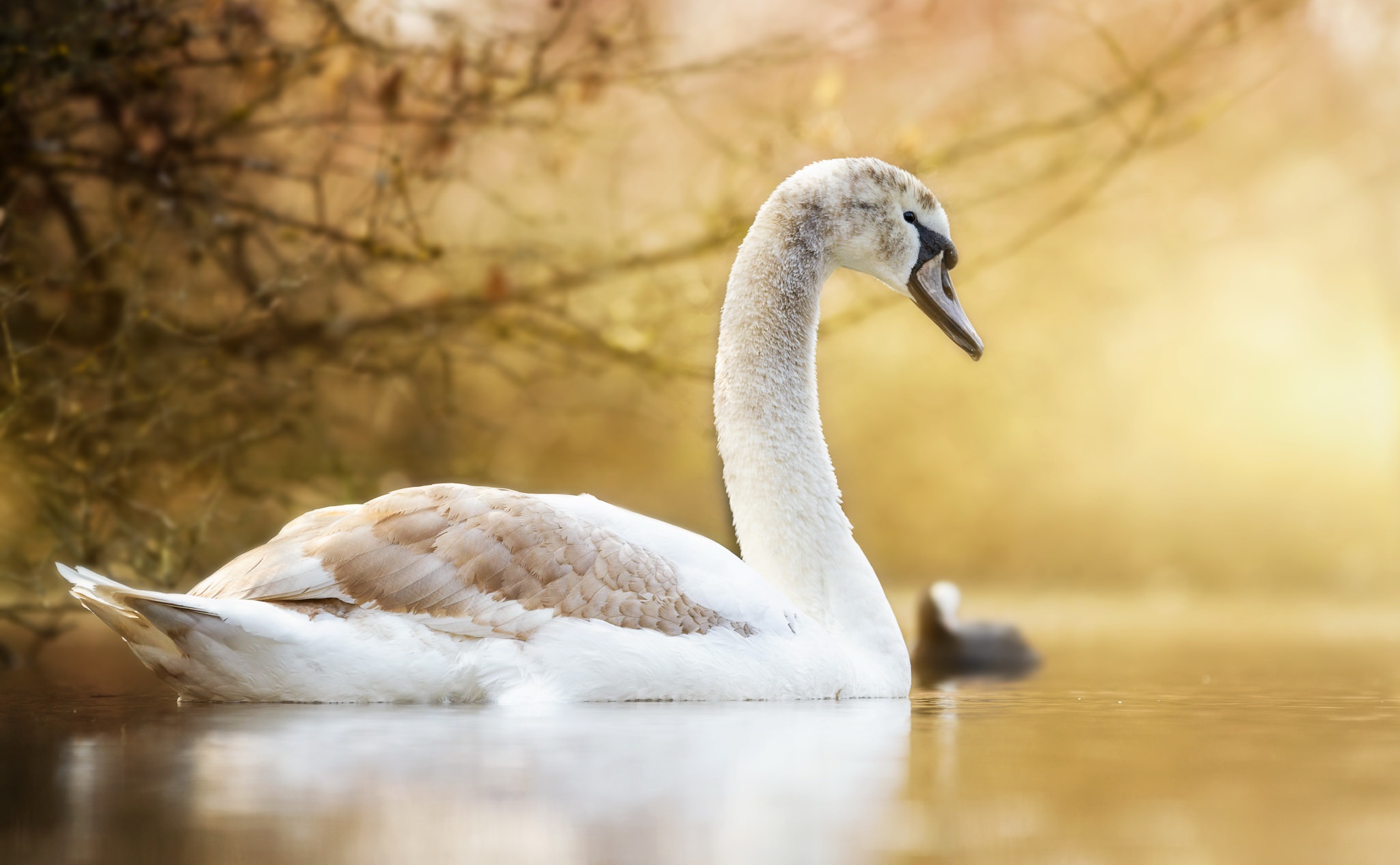 Download mobile wallpaper Birds, Water, Bird, Animal, Swan, Mute Swan for free.