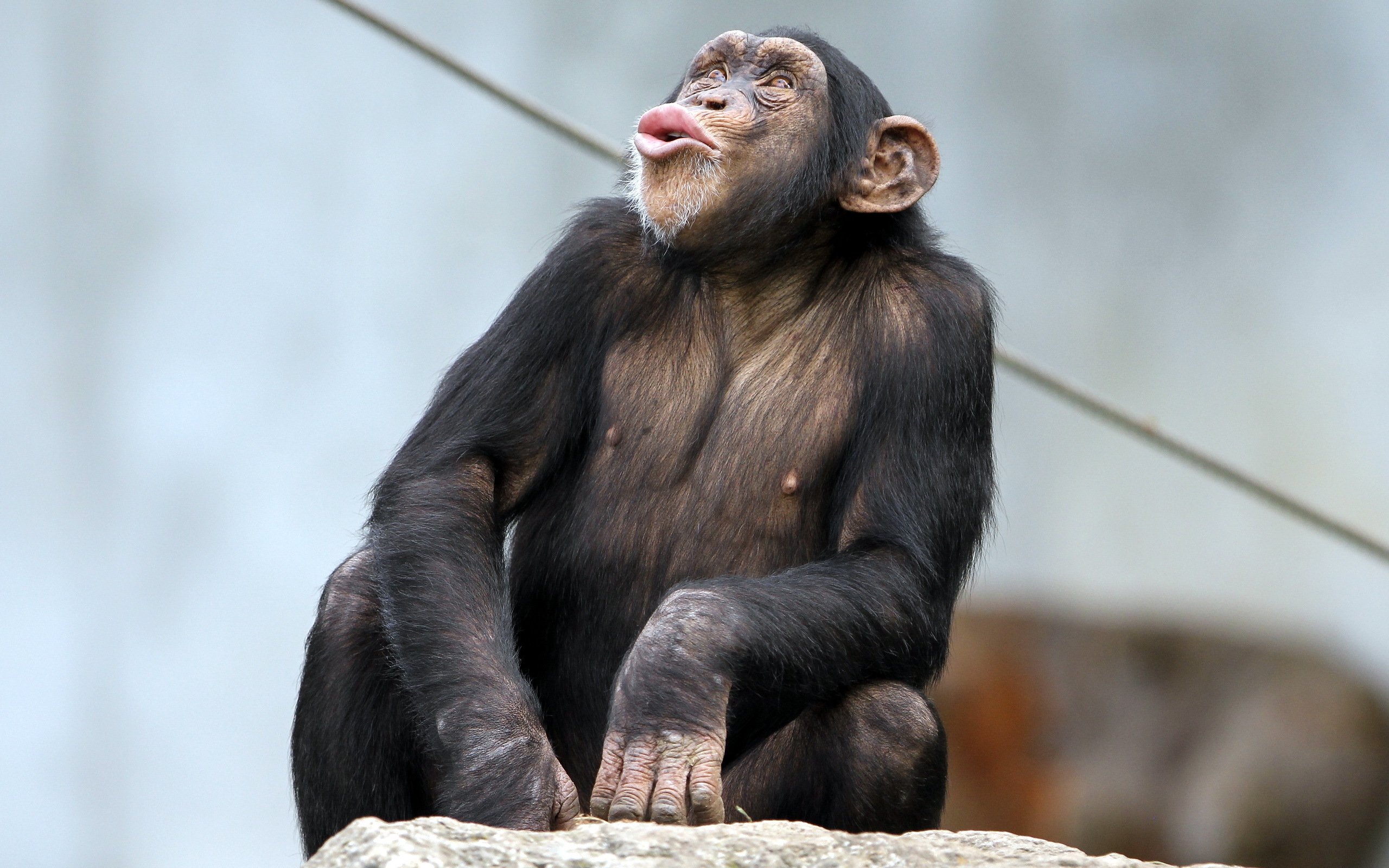 Download mobile wallpaper Monkeys, Monkey, Animal, Chimpanzee for free.