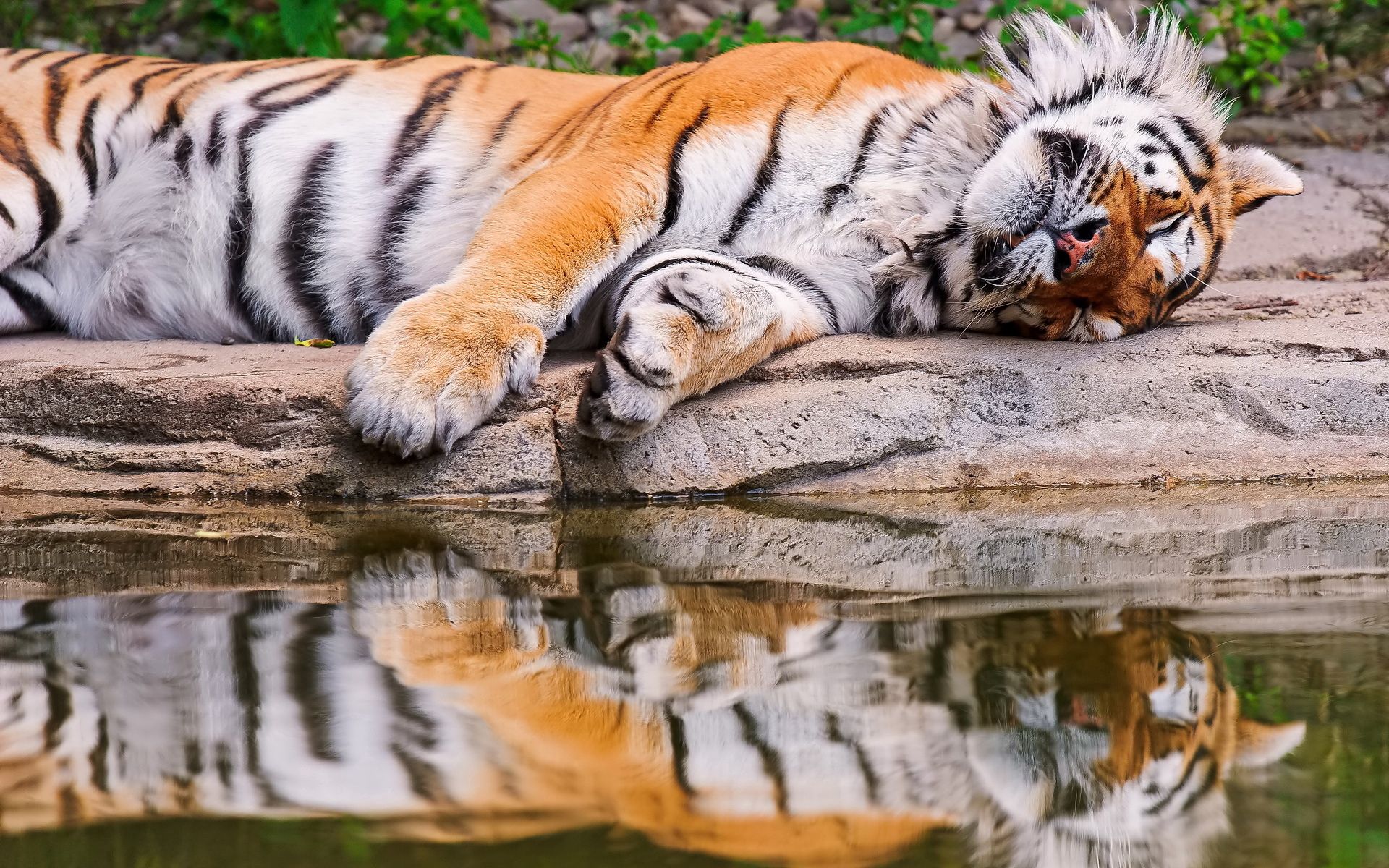 Download mobile wallpaper Reflection, Lie, To Lie Down, Animals, Water, Predator, Tiger for free.