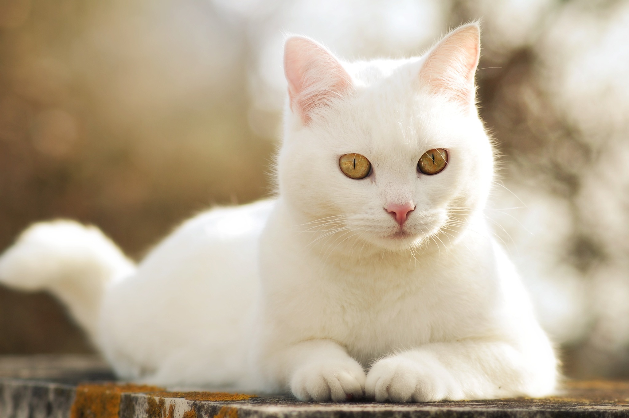 Download mobile wallpaper Cats, Cat, Close Up, Animal, Bokeh for free.