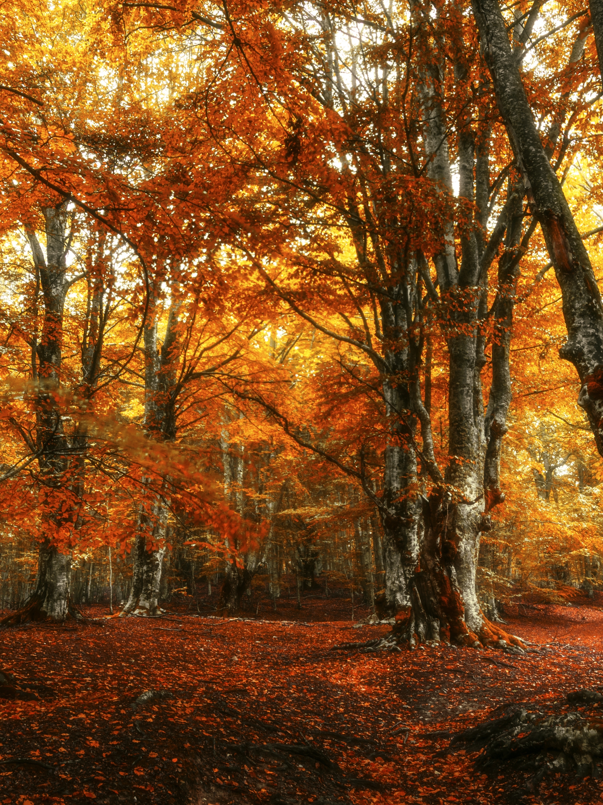 Handy-Wallpaper Natur, Herbst, Wald, Erde/natur kostenlos herunterladen.