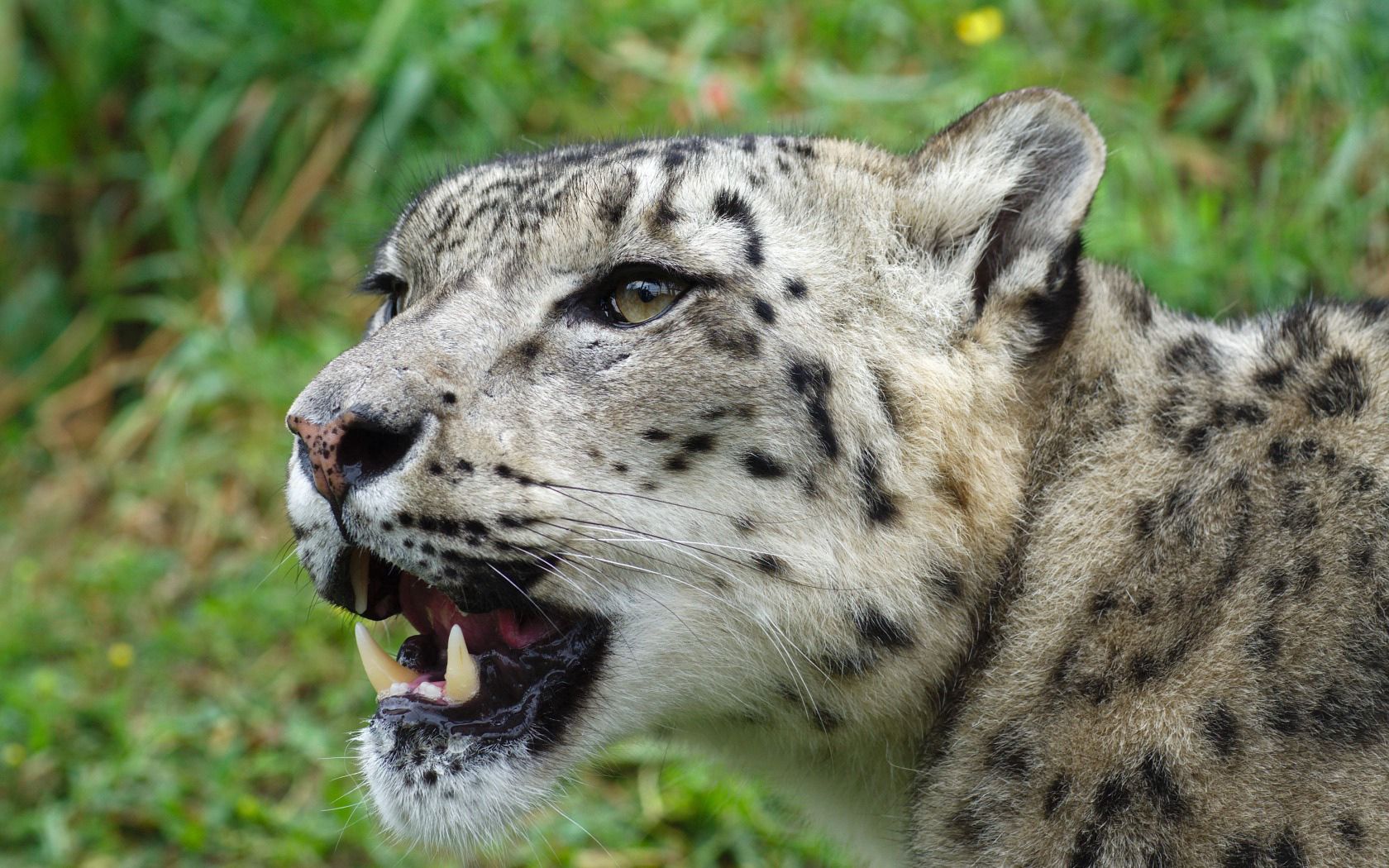 75319 baixar papel de parede animais, snow leopard, focinho, predator, predador, irbis - protetores de tela e imagens gratuitamente