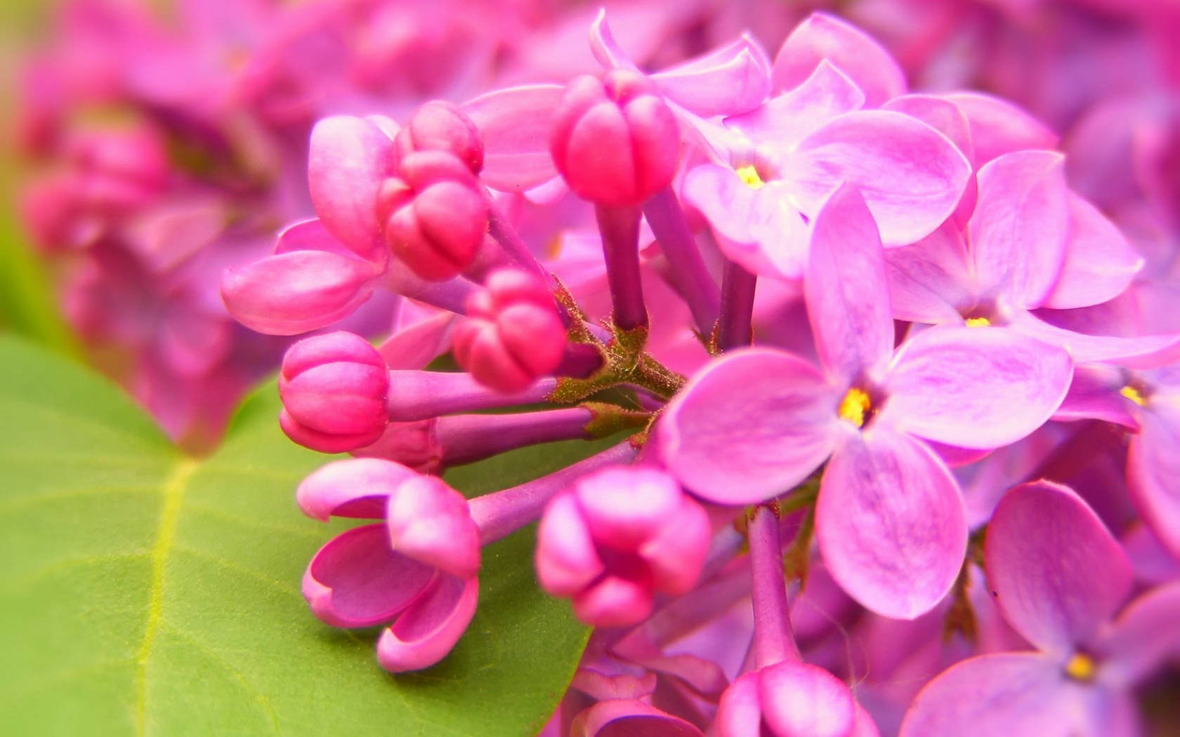 Descarga gratuita de fondo de pantalla para móvil de Florecer, Tierra/naturaleza.