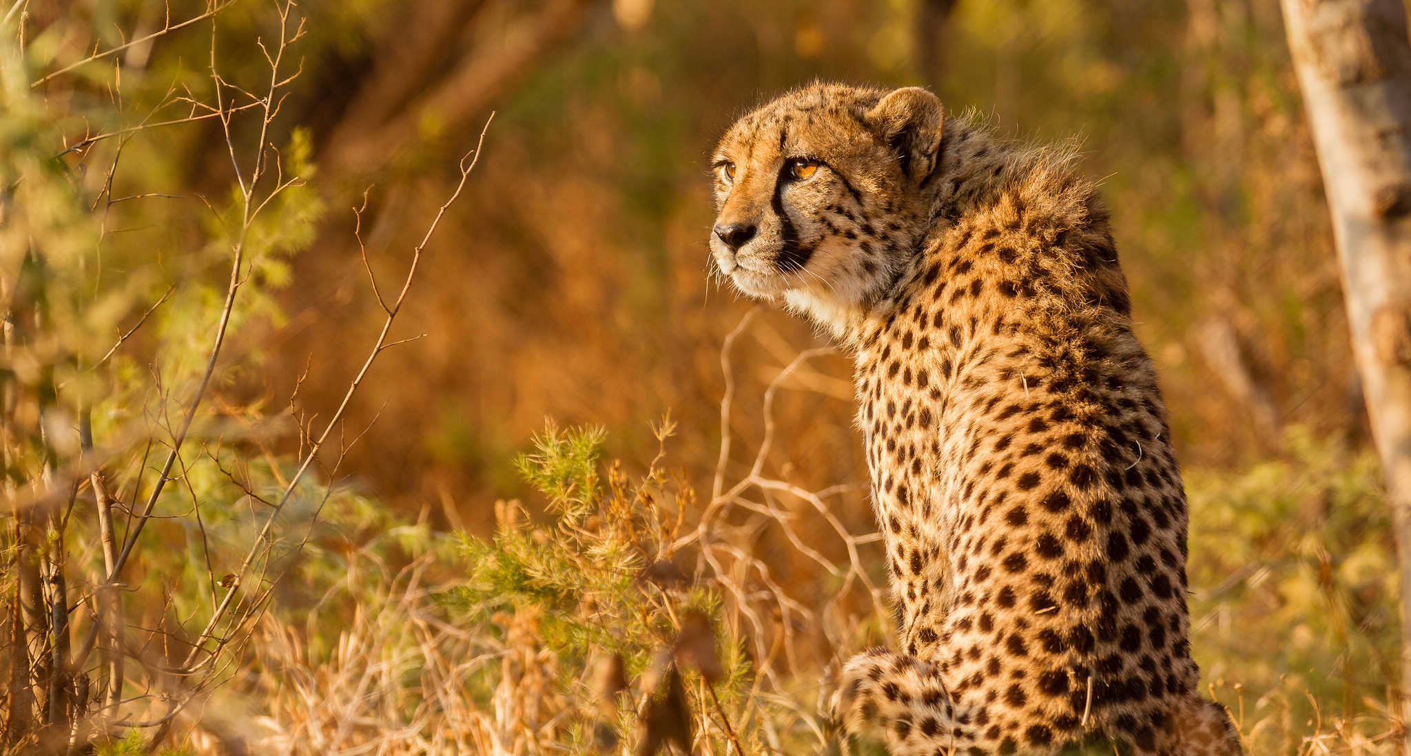 Free download wallpaper Cats, Cheetah, Animal on your PC desktop