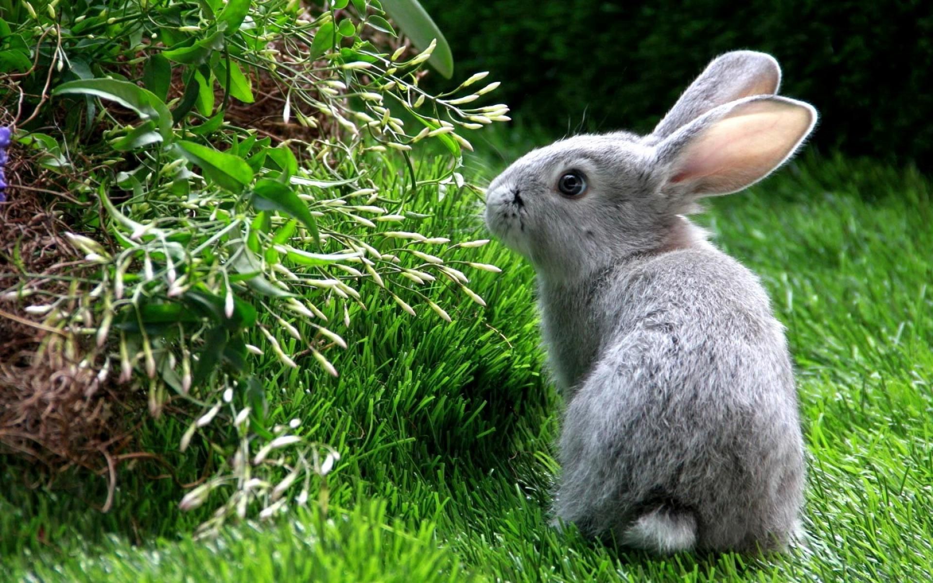 71611 скачать обои животные, трава, кролик, заяц, лазать - заставки и картинки бесплатно