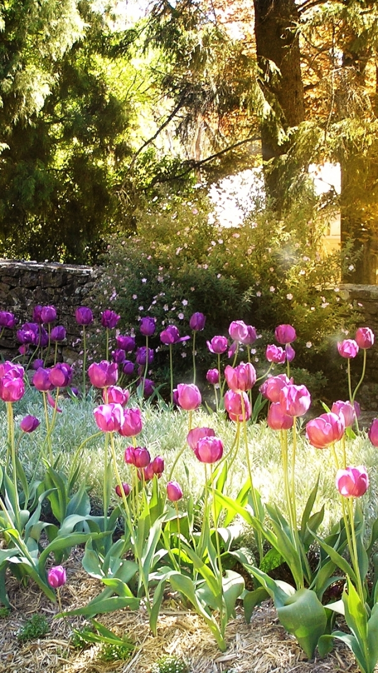 Descarga gratuita de fondo de pantalla para móvil de Flores, Brillante, Flor, Árbol, Campo, Jardín, Tulipán, Soleado, Destellos, Atardecer, Tierra/naturaleza, Puesta De Sol.