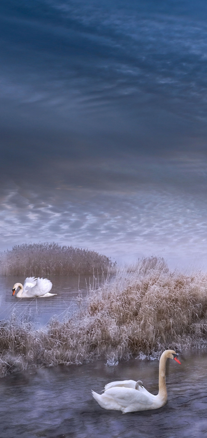 Handy-Wallpaper Tiere, Vögel, Vogel, Schwan, Höckerschwan kostenlos herunterladen.