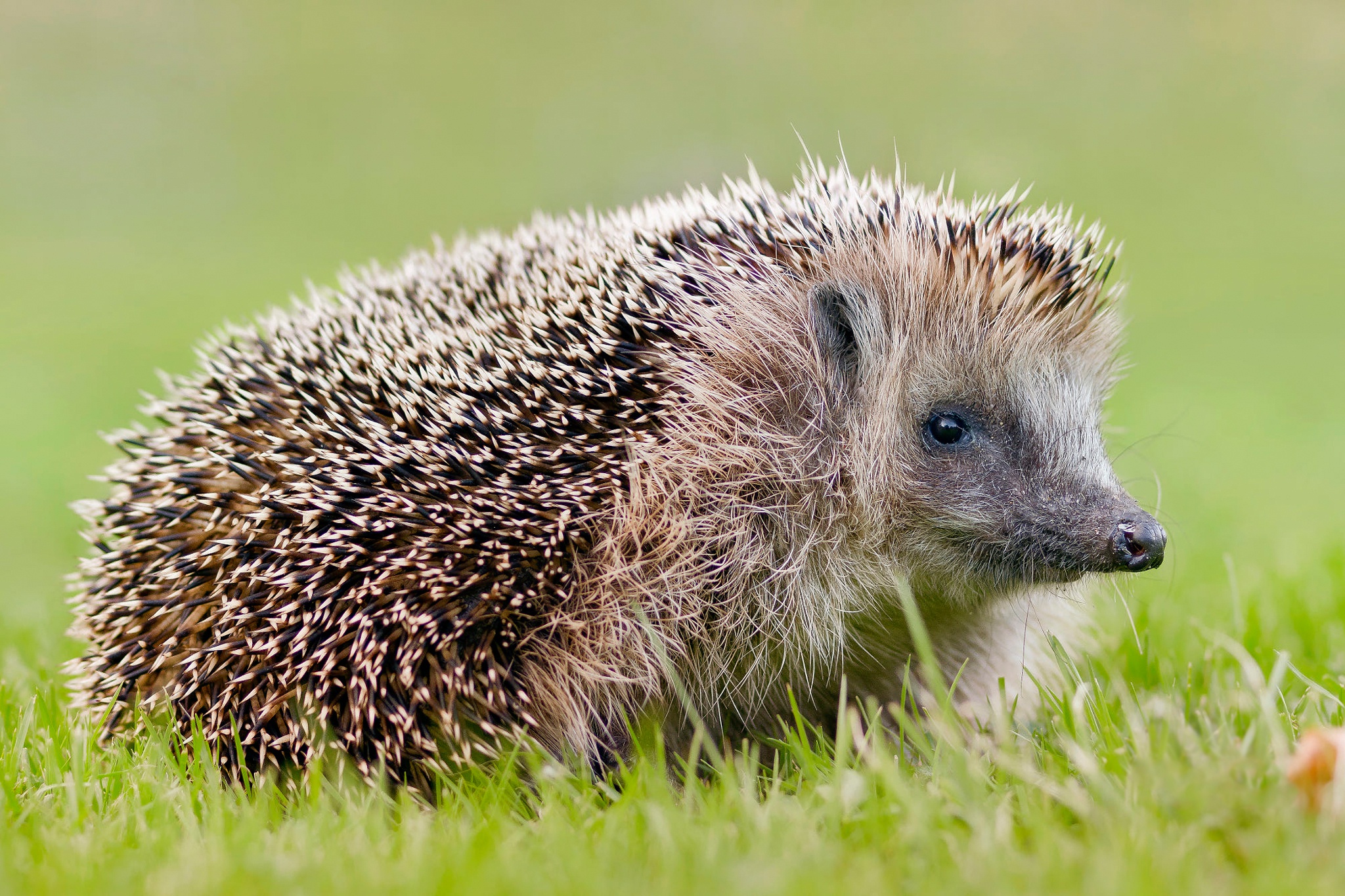 Free download wallpaper Animal, Hedgehog on your PC desktop