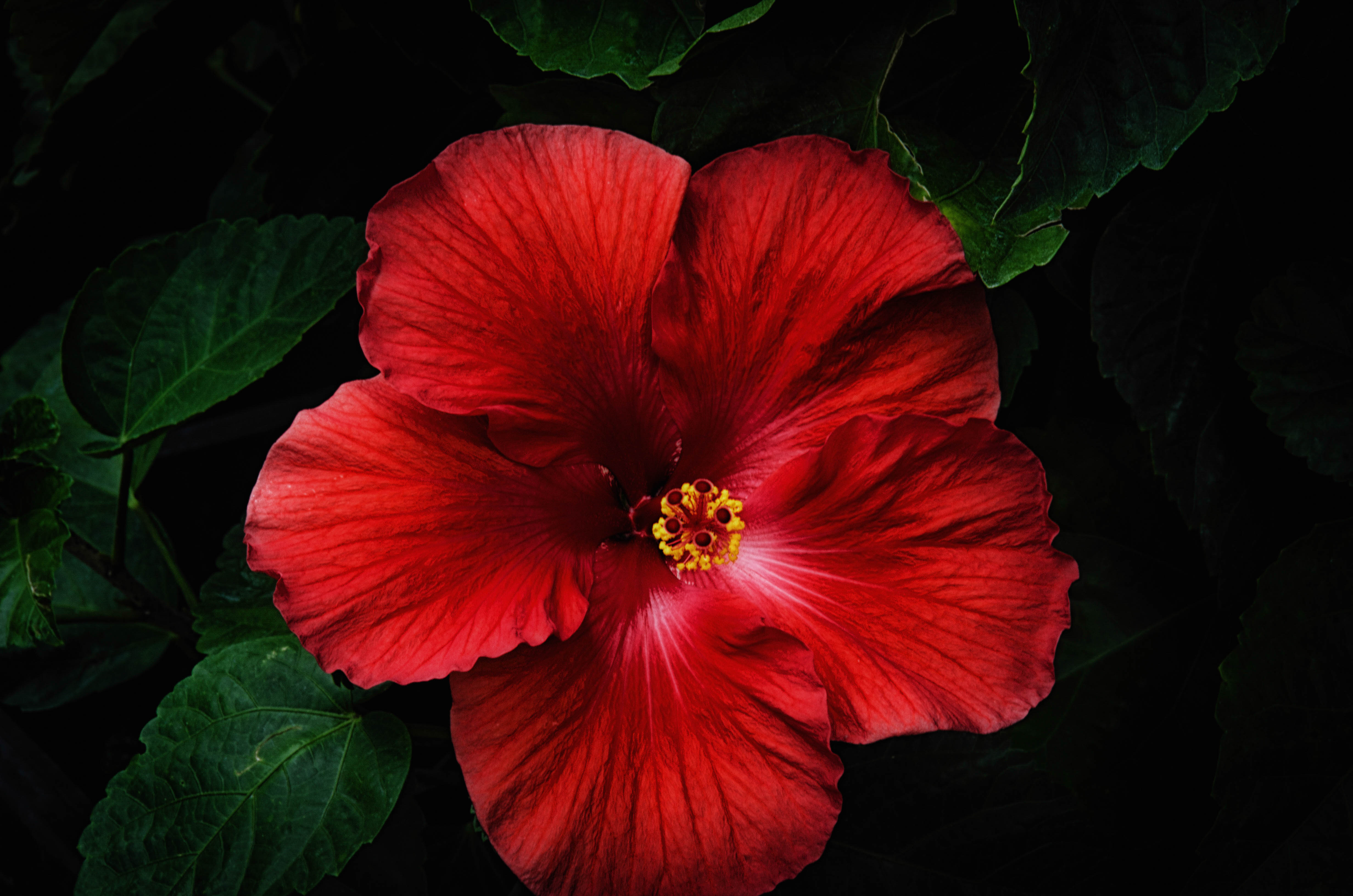 Laden Sie das Blumen, Blume, Nahansicht, Hibiskus, Rote Blume, Erde/natur-Bild kostenlos auf Ihren PC-Desktop herunter