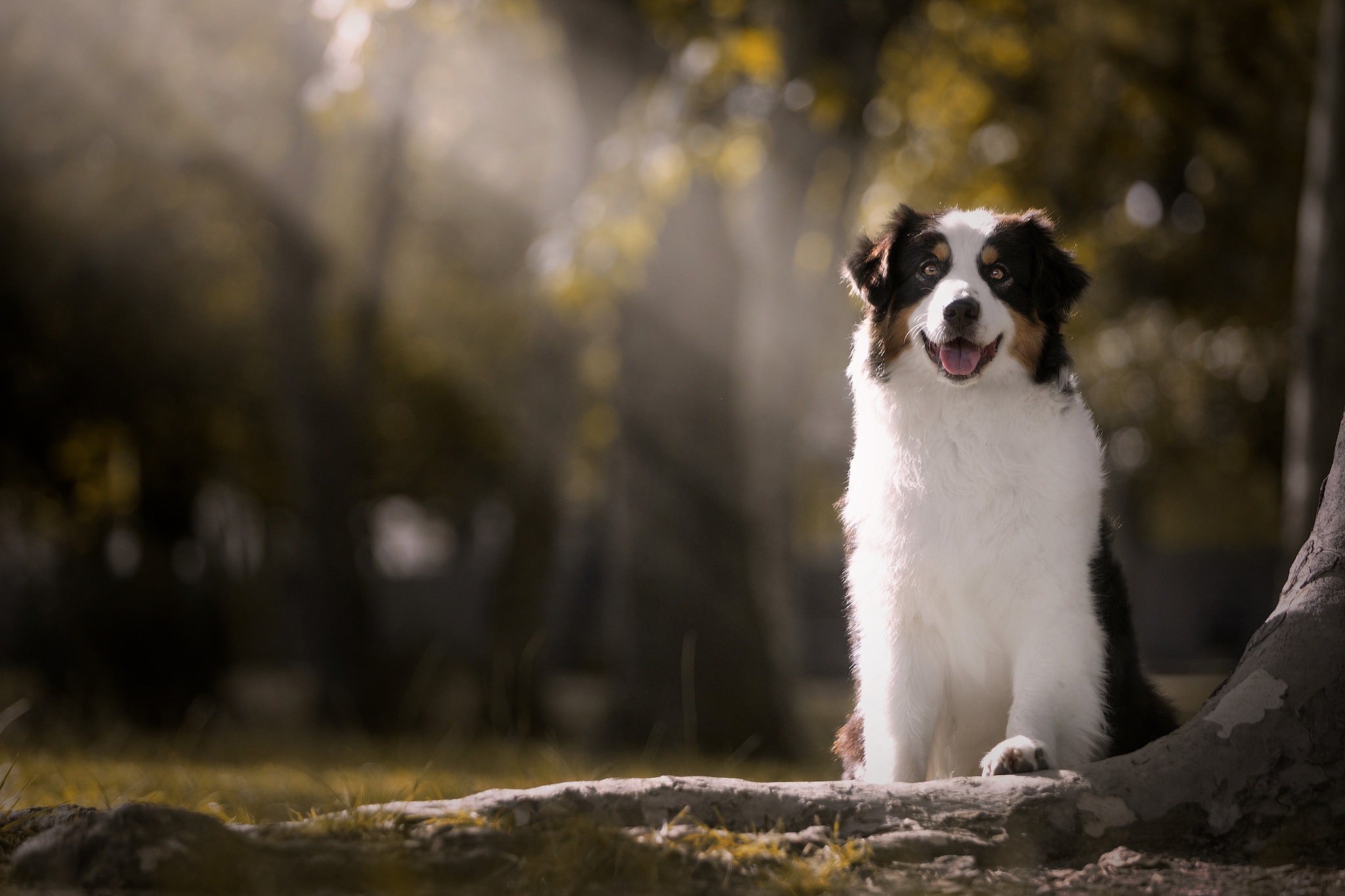 Laden Sie das Tiere, Hunde, Hund, Australischer Hirte, Tiefenschärfe-Bild kostenlos auf Ihren PC-Desktop herunter