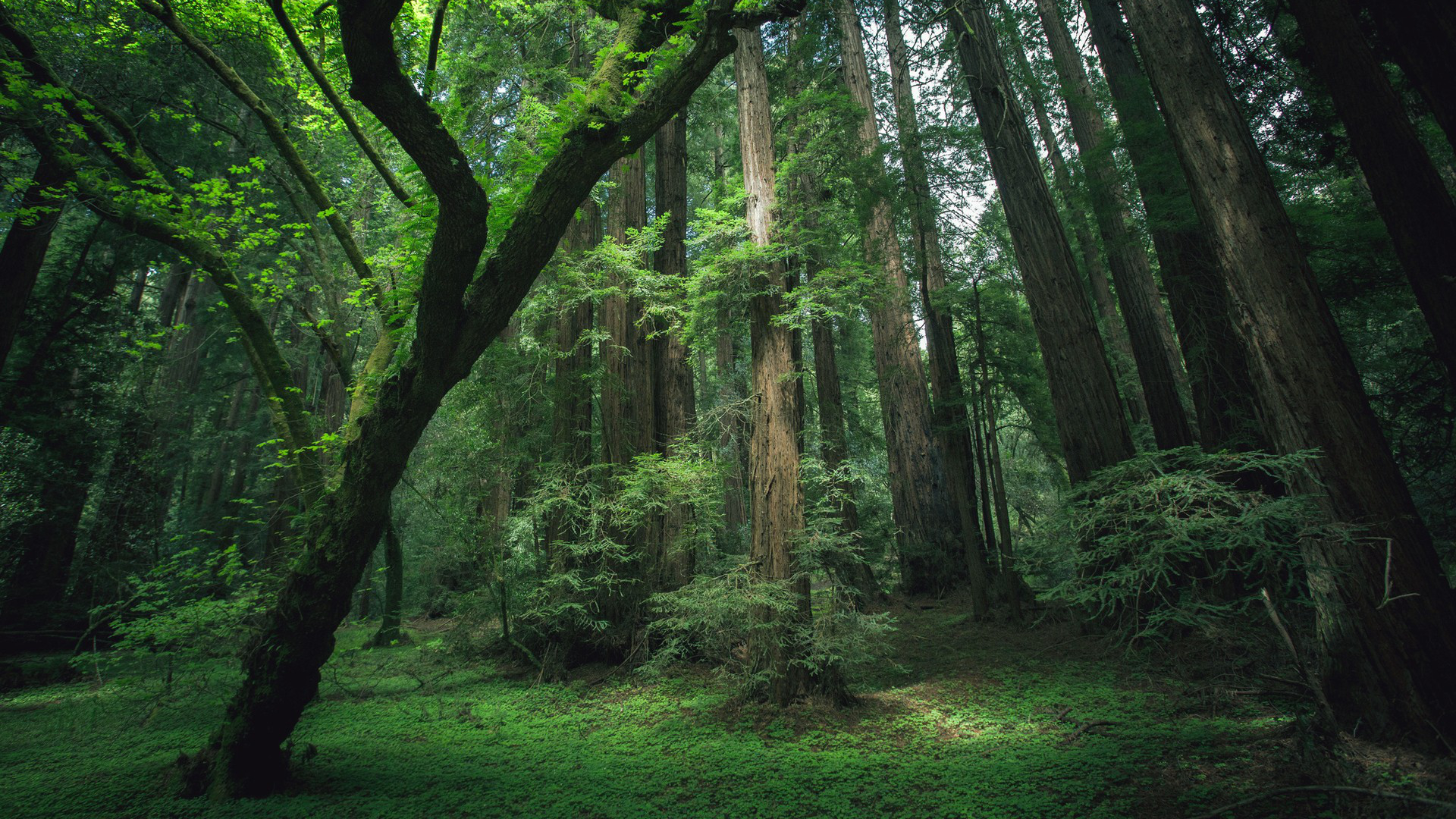 Handy-Wallpaper Wald, Erde/natur kostenlos herunterladen.