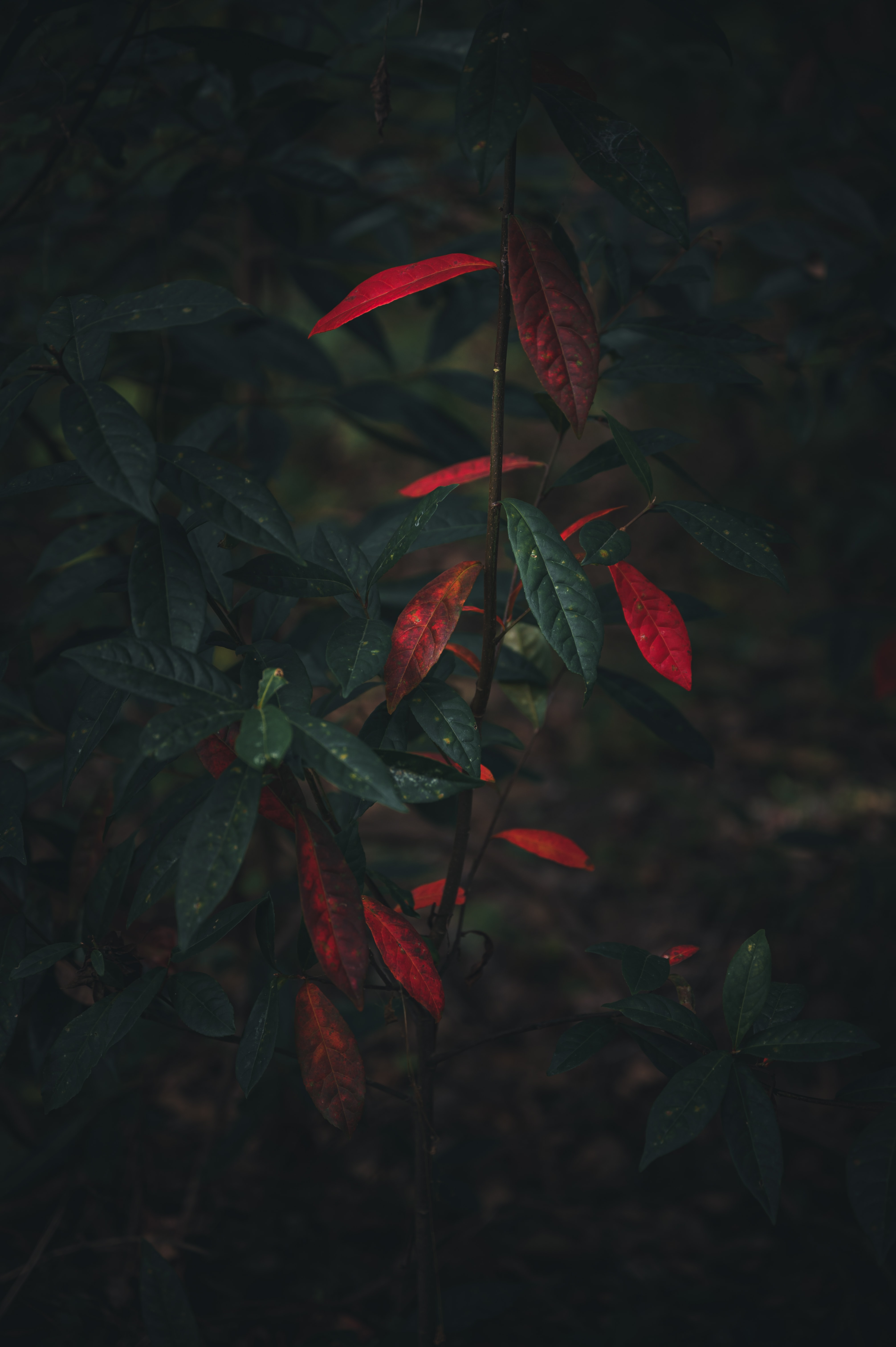 Laden Sie das Blätter, Bush, Busch, Zweig, Ast, Natur, Herbst-Bild kostenlos auf Ihren PC-Desktop herunter