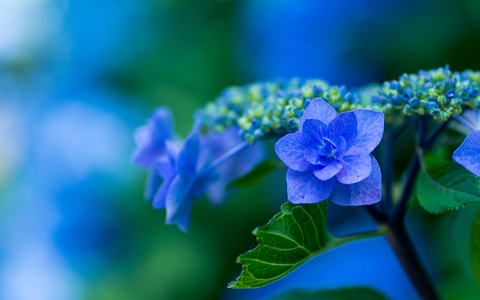Free download wallpaper Flowers, Flower, Earth, Hydrangea, Blue Flower on your PC desktop