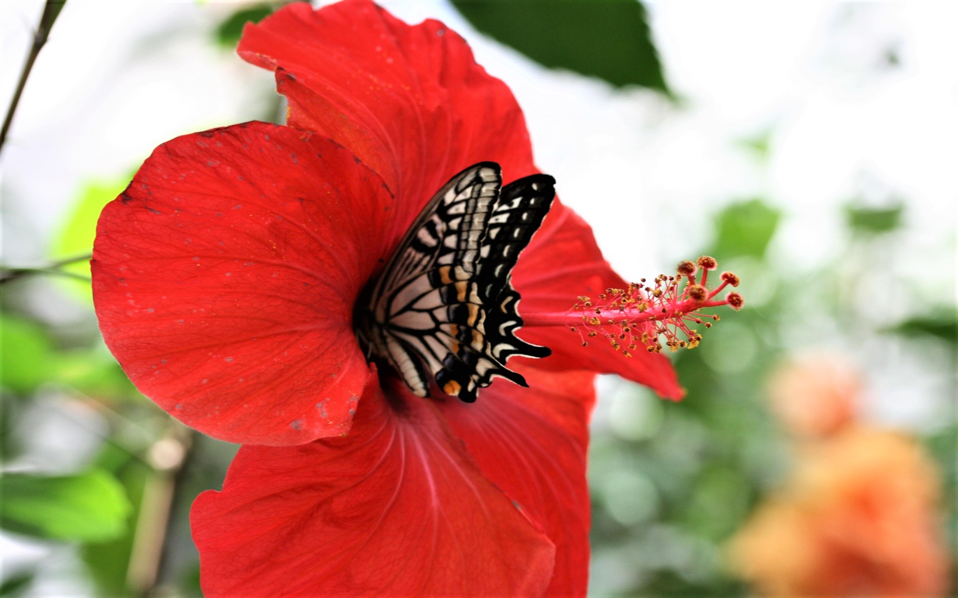 PCデスクトップに動物, 蝶, 花, ハイビスカス画像を無料でダウンロード