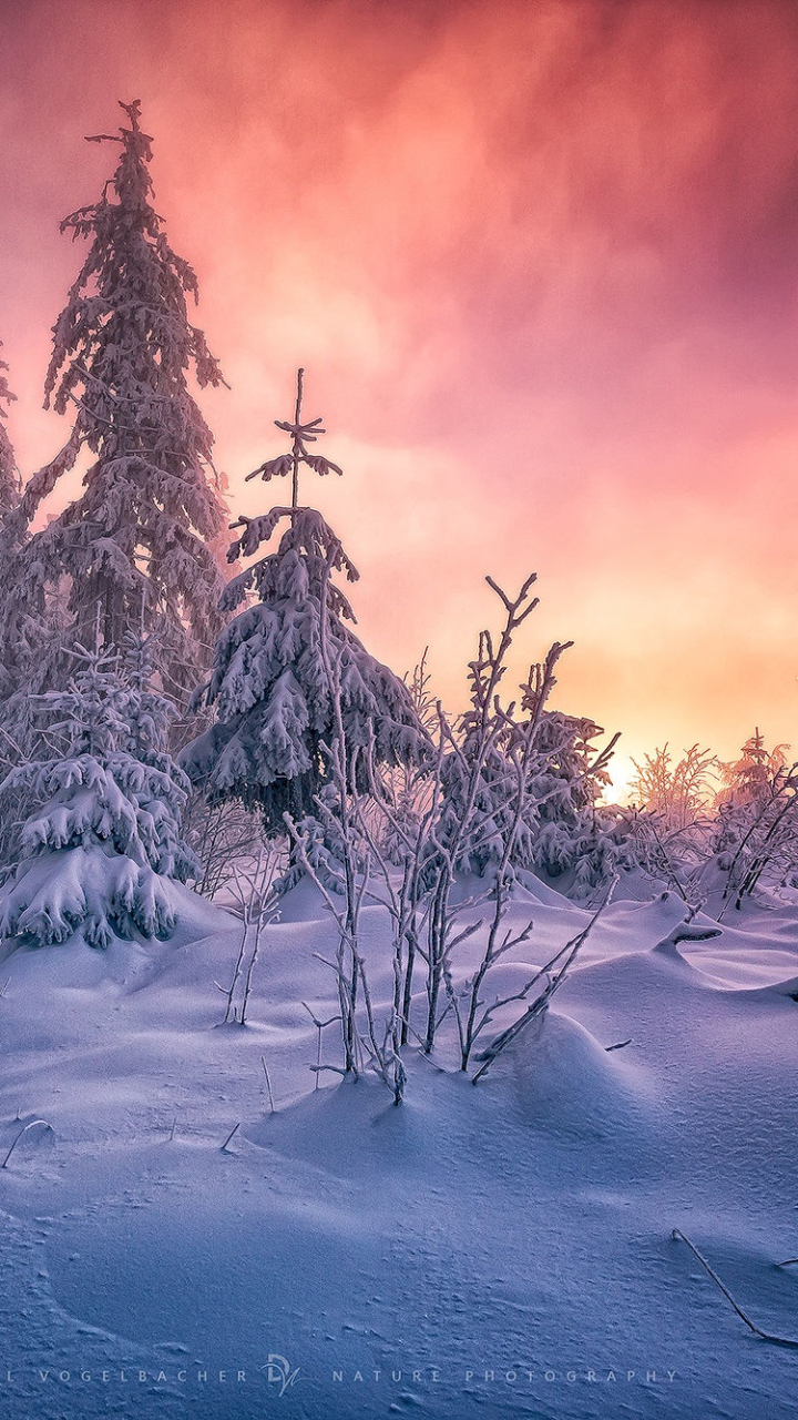 Скачать картинку Зима, Закат, Небо, Снег, Лес, Дерево, Земля, Земля/природа, Закат Солнца в телефон бесплатно.
