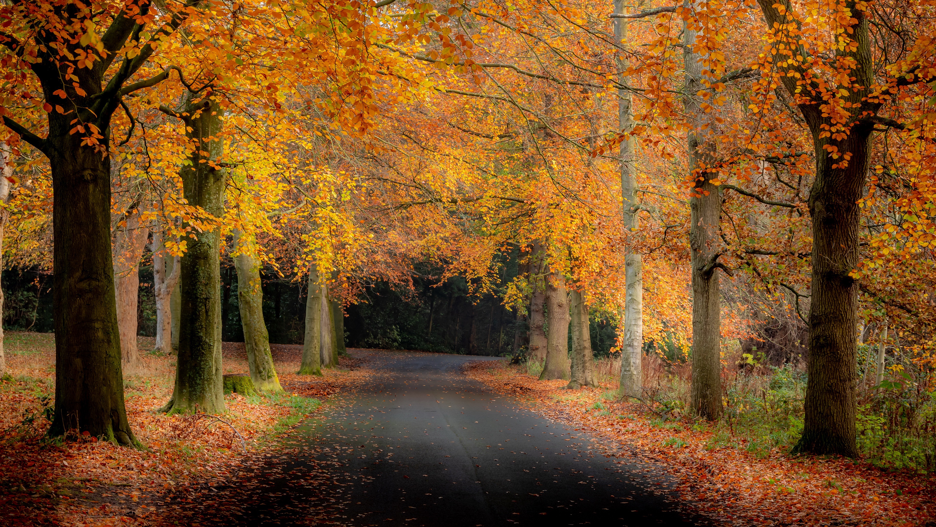 Free download wallpaper Nature, Road, Fall, Path, Man Made on your PC desktop