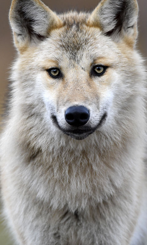 Handy-Wallpaper Tiere, Nahansicht, Grauer Wolf, Wolves kostenlos herunterladen.